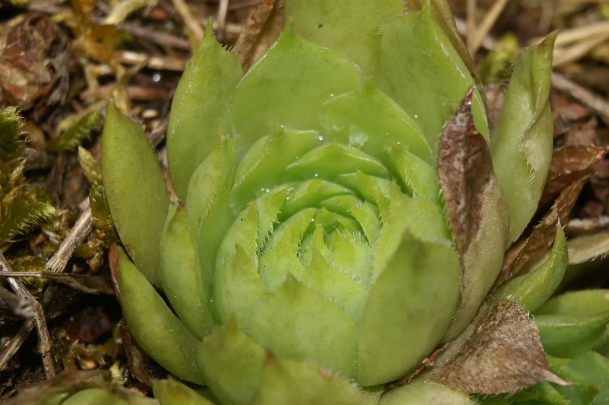 Hen And Chickens (Sempervivum Tectorum) — receiving at least 6 hours of sunlight daily.<br><br>When in bloom