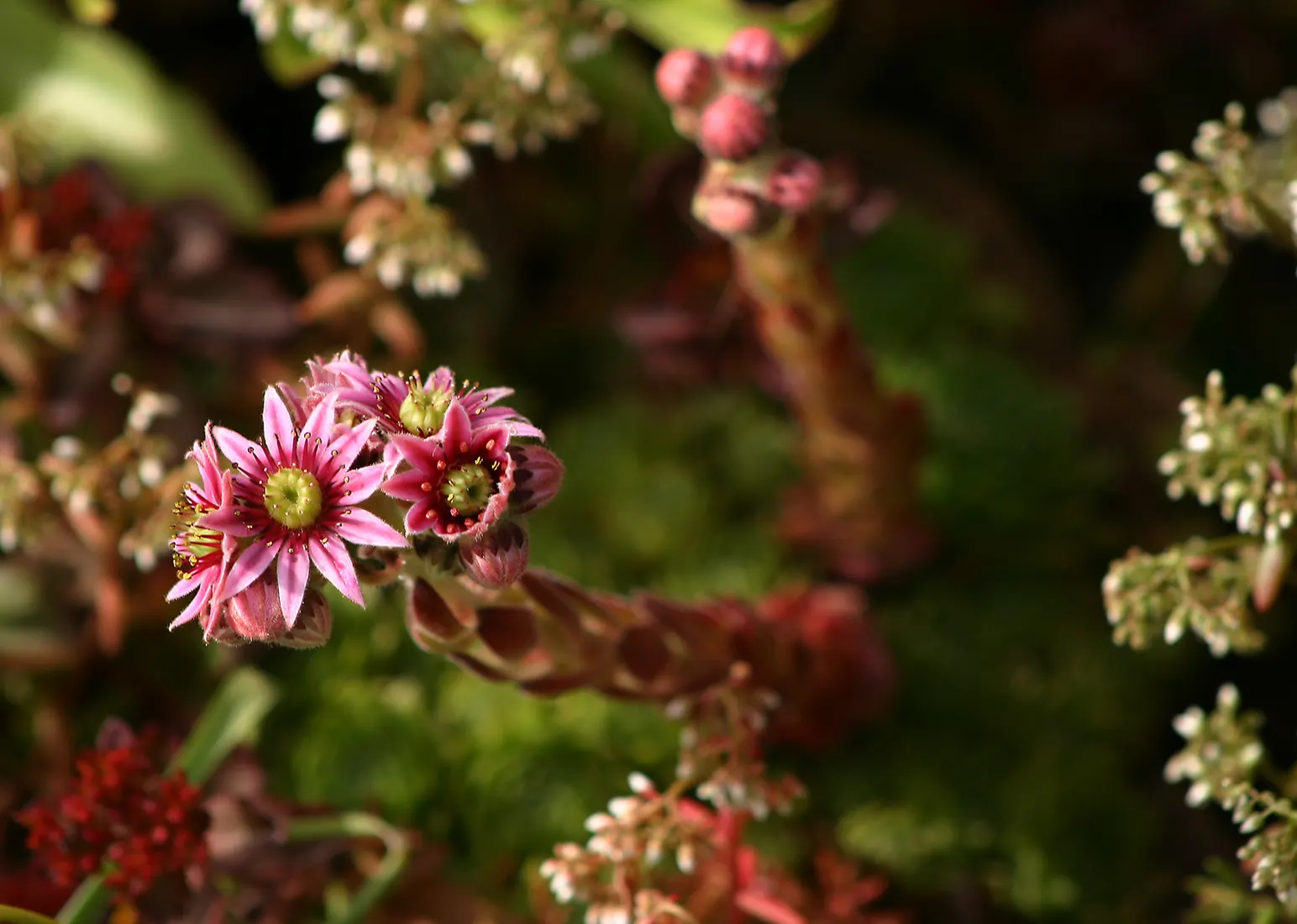 Hen And Chickens (Sempervivum Tectorum) — with the 'hen' being the main rosette surrounded by smaller 'chicks'; it is ideally positioned in full, image 69