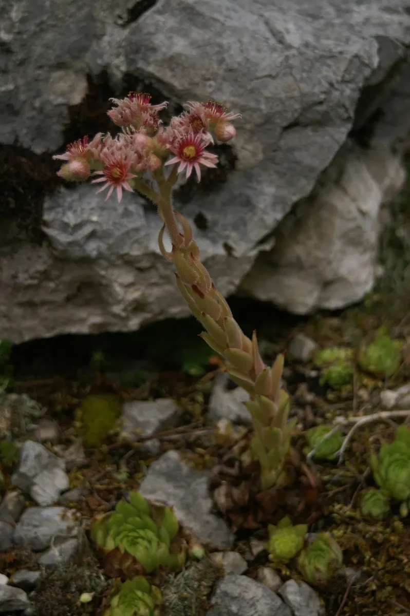 Hen And Chickens (Sempervivum Tectorum) — succulent with pink blooms
