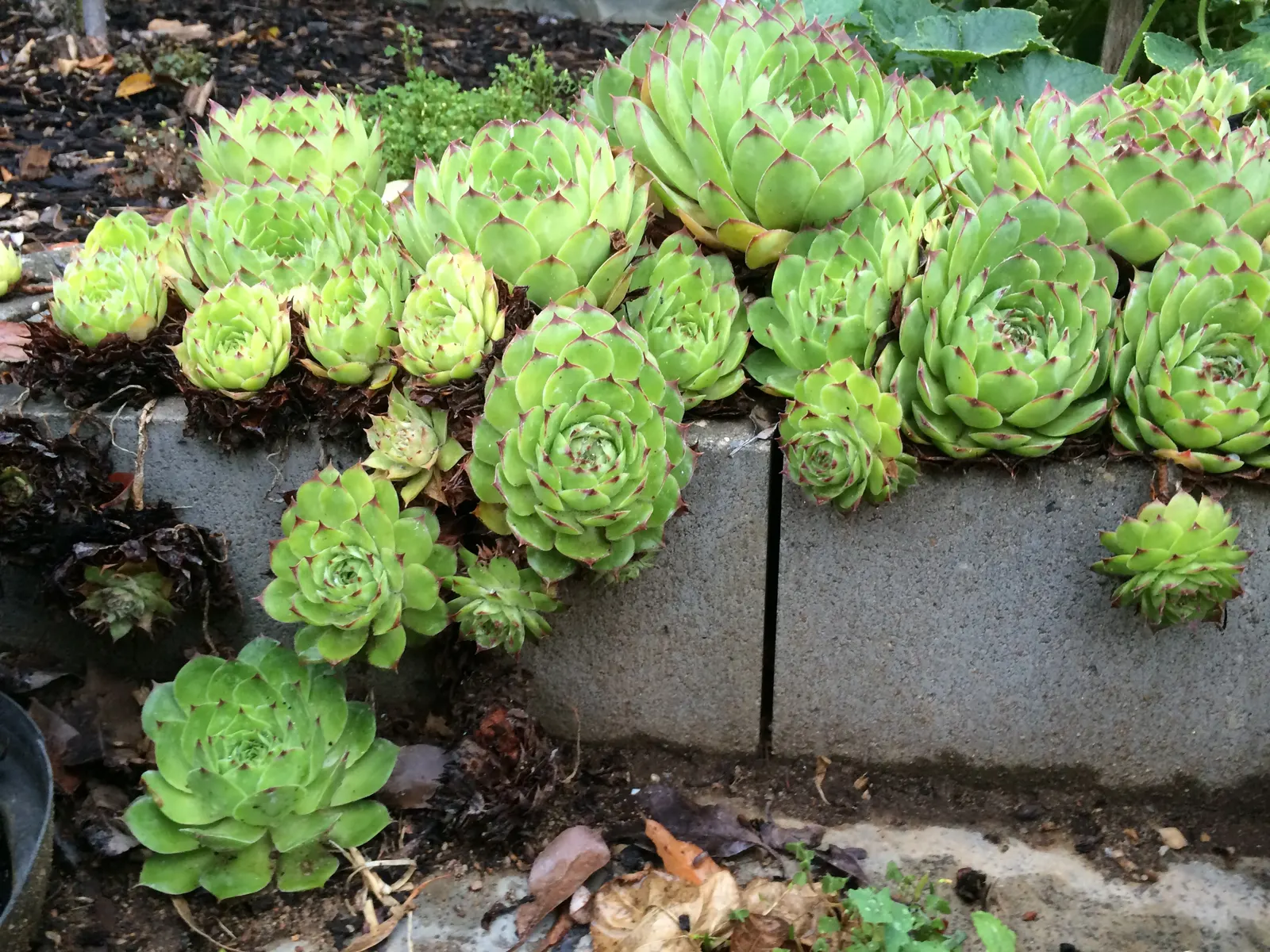 Hen And Chickens (Sempervivum Tectorum) — surrounded by smaller 'chicks'; and with its hardiness and self-propagation, image 62