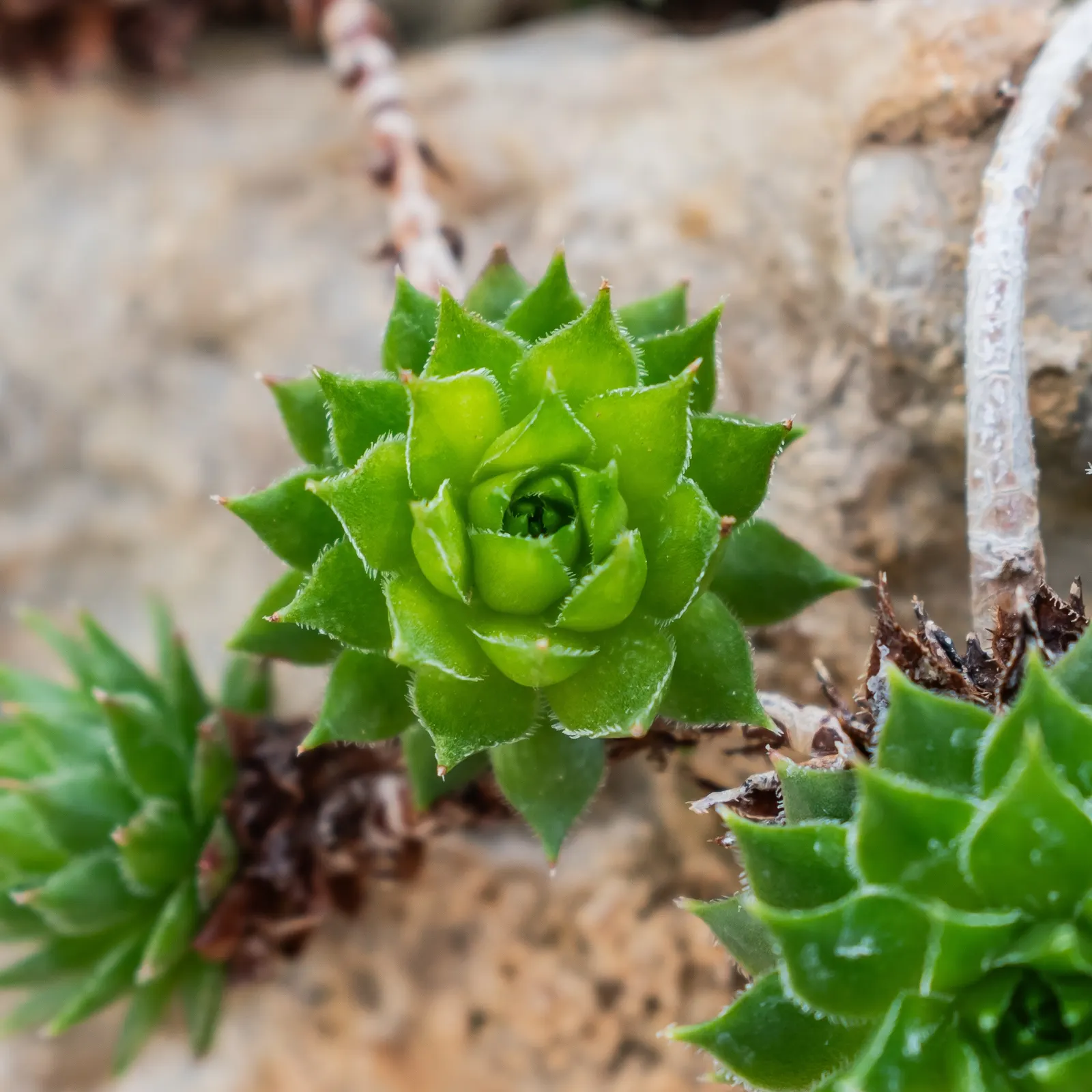 Hen And Chickens (Sempervivum Tectorum) — typically in early summer; minimal maintenance required