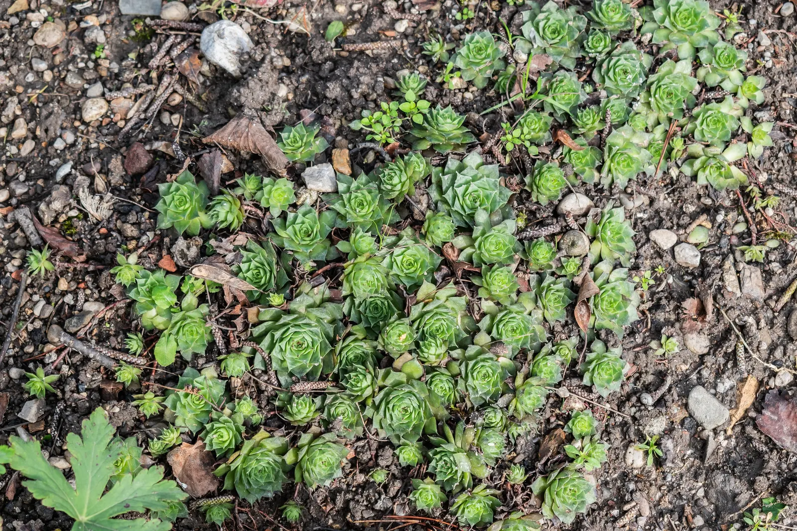 Hen And Chickens (Sempervivum Tectorum) — roughly 4 to 8 inches in diameter; this plant is known for its rosette shape