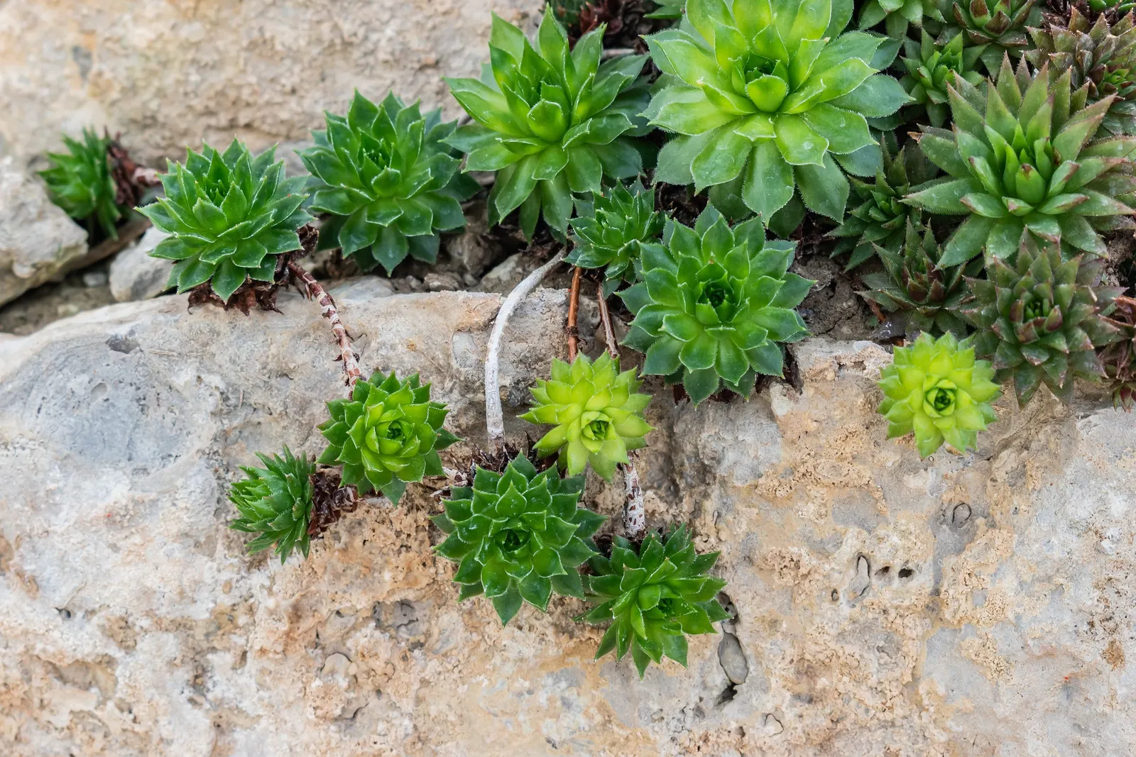 Hen And Chickens (Sempervivum Tectorum) — commonly referred to as Hen and Chicks
