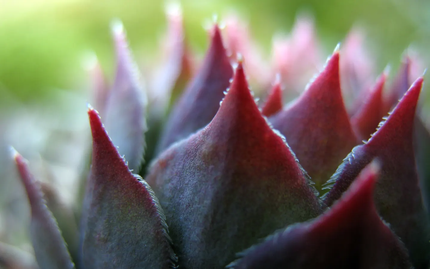 Hen And Chickens (Sempervivum Tectorum) — or as an edging plant - adding structural diversity and year-round interest to the landscape