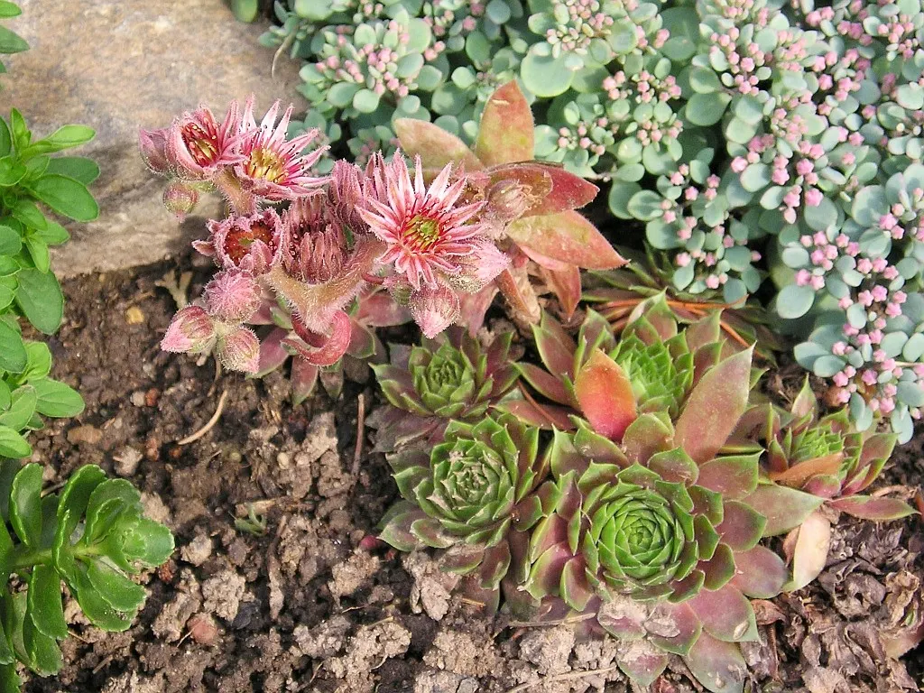 Hen And Chickens (Sempervivum Tectorum) — but with varieties that display purple or reddish hues