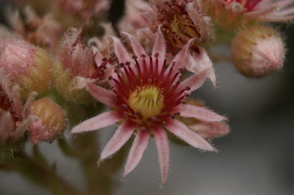 Hen And Chickens (Sempervivum Tectorum) — commonly referred to as Hen and Chicks; or as an edging plant - adding structural diversity and, image 66