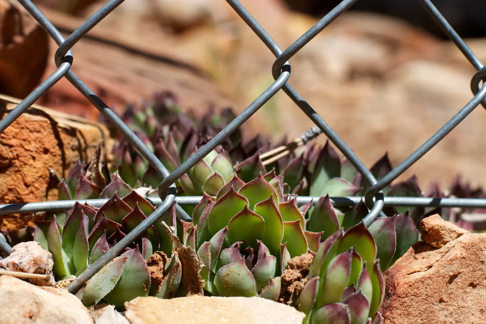 Hen And Chickens (Sempervivum Tectorum) — surrounded by smaller 'chicks'; and with its hardiness and self-propagation