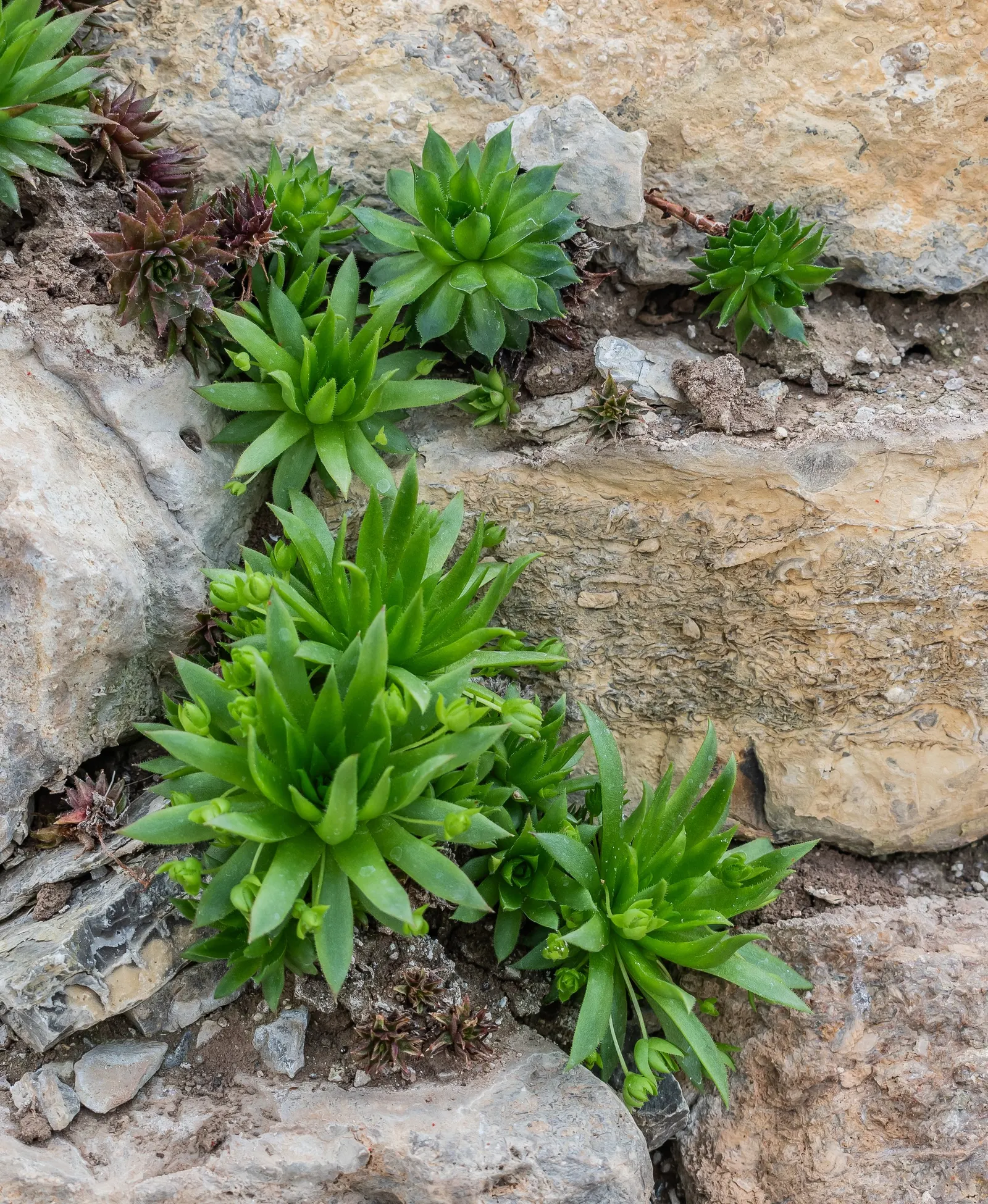 Hen And Chickens (Sempervivum Tectorum) — or as an edging plant - adding structural diversity and year-round interest to the landscape; the 'hen' dies to give