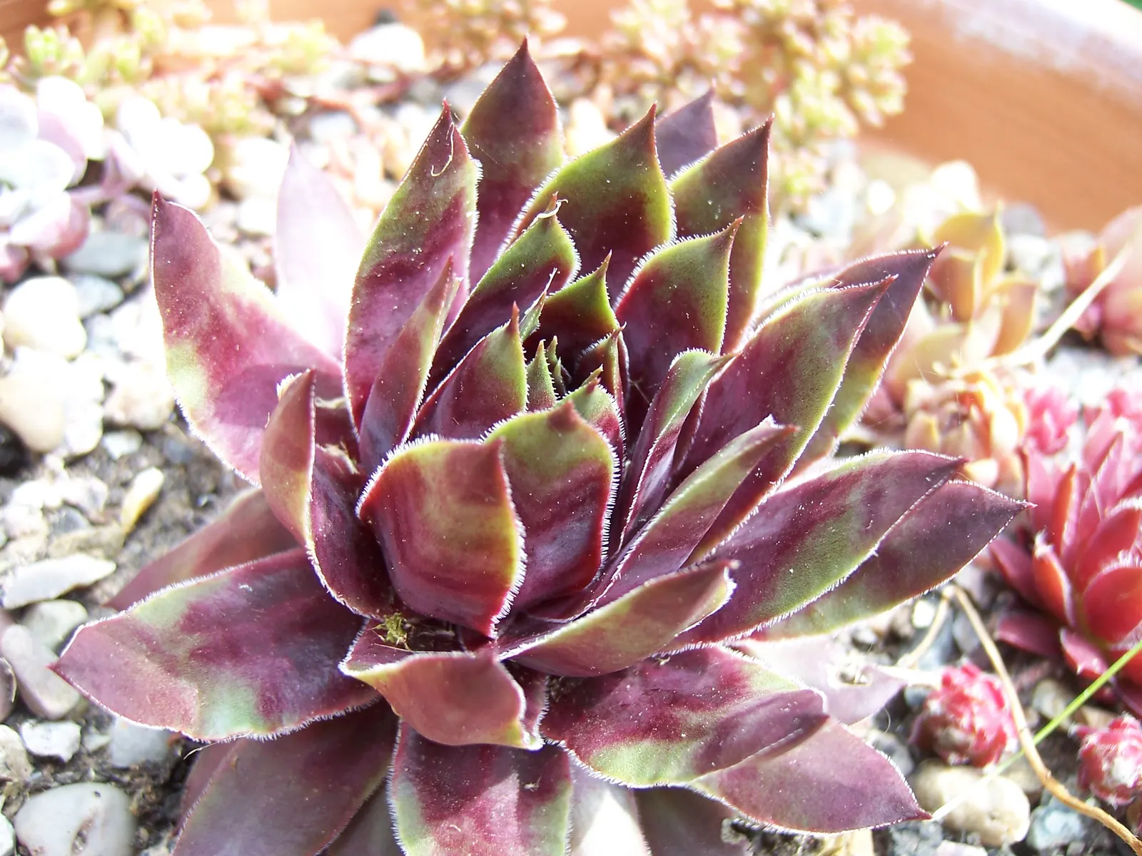 Hen And Chickens (Sempervivum Tectorum) — especially under slight stress conditions such as cooler temperatures or light drought; commonly referred, image 72