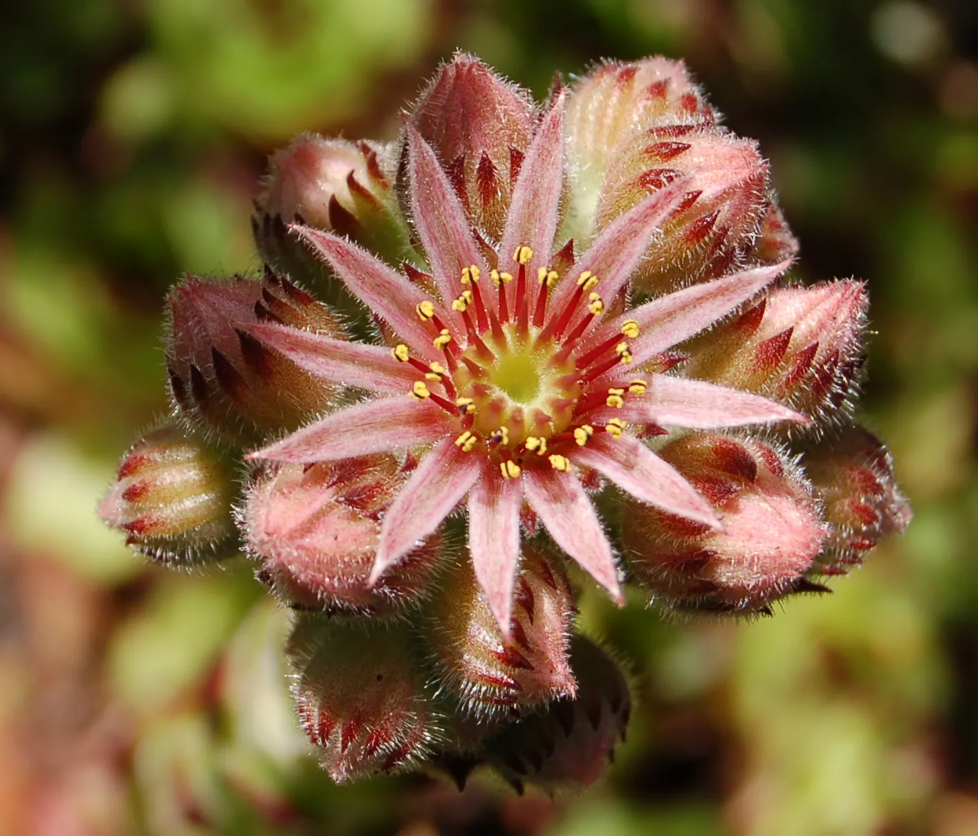 Hen And Chickens (Sempervivum Tectorum) — with the 'hen' being the central