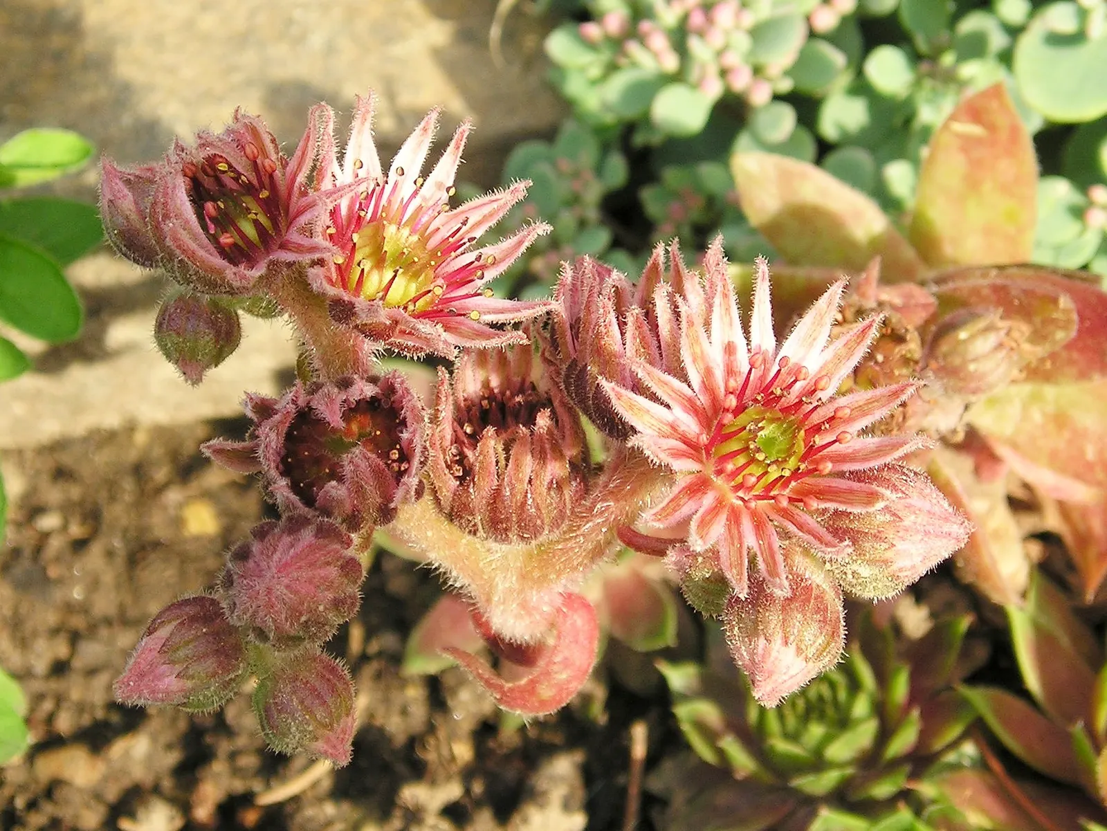 Hen And Chickens (Sempervivum Tectorum) — Sempervivum tectorum, commonly known as Hen and Chicks, is a hardy perennial succulent; surrounded by, image 59