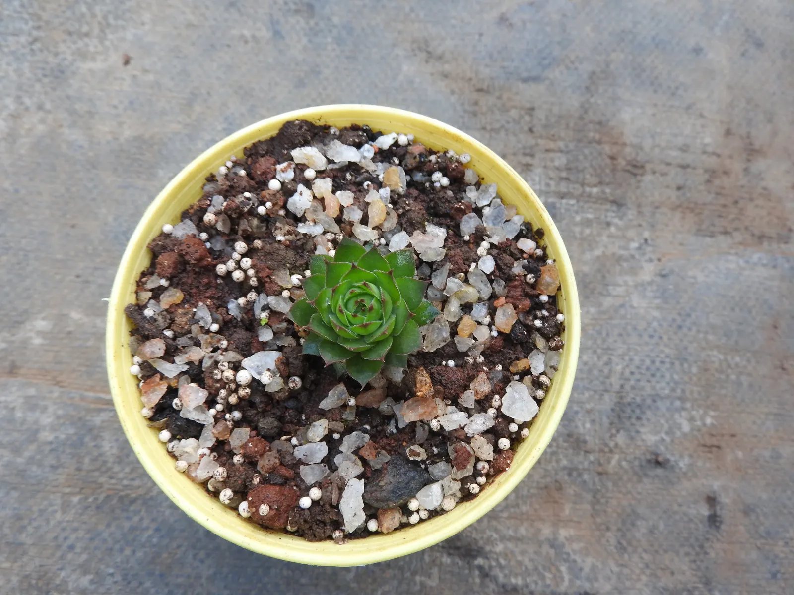 Hen And Chickens (Sempervivum Tectorum) — the 'hen' dies to give way to the 'chicks'; perpetuating its life cycle and spreading the cover.<br><br>For the client