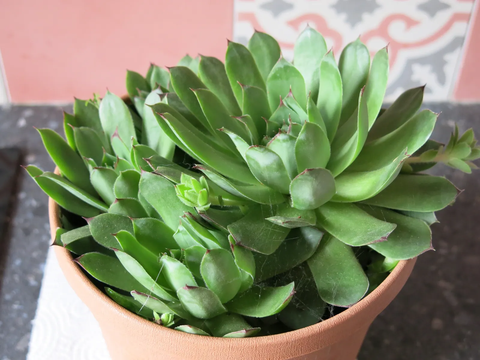 Hen And Chickens (Sempervivum Tectorum) — it makes for a hassle-free yet charming selection for your garden tableau; rosettes span up to 4 inches across