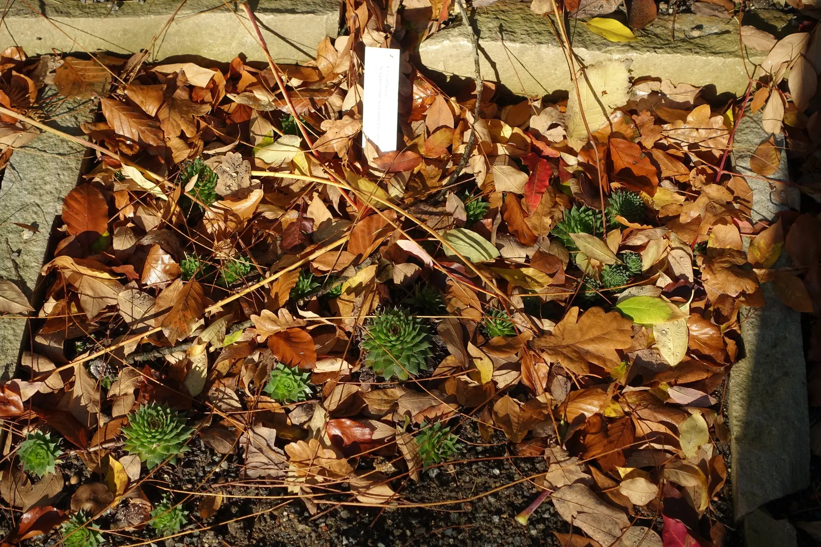 Hen And Chickens (Sempervivum Tectorum) — And with its hardiness and self-propagation; pink flowers in the garden