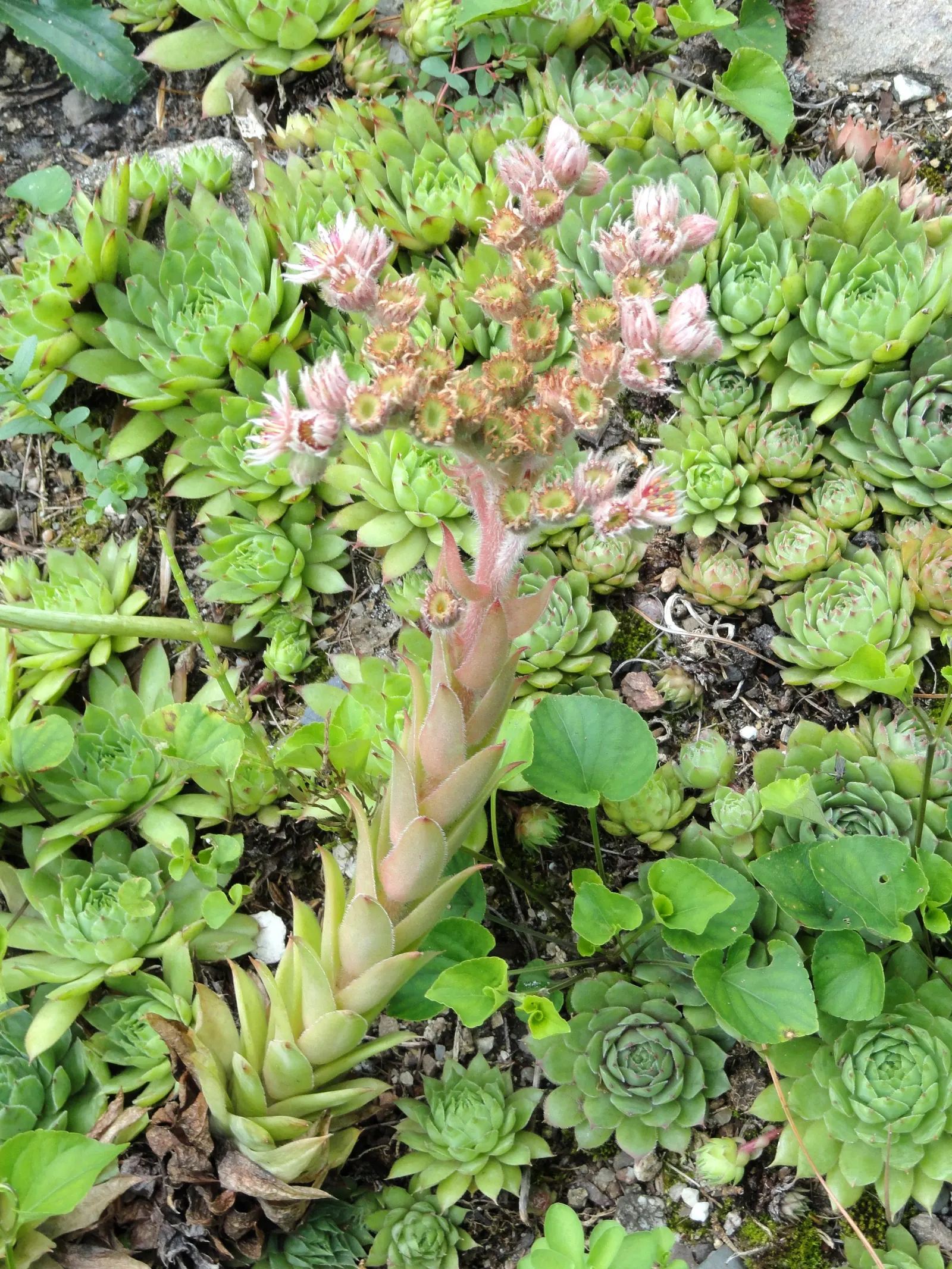 Hen And Chickens (Sempervivum Tectorum) — receiving at least 6 hours of sunlight daily.<br><br>When in bloom; succulent for full or half