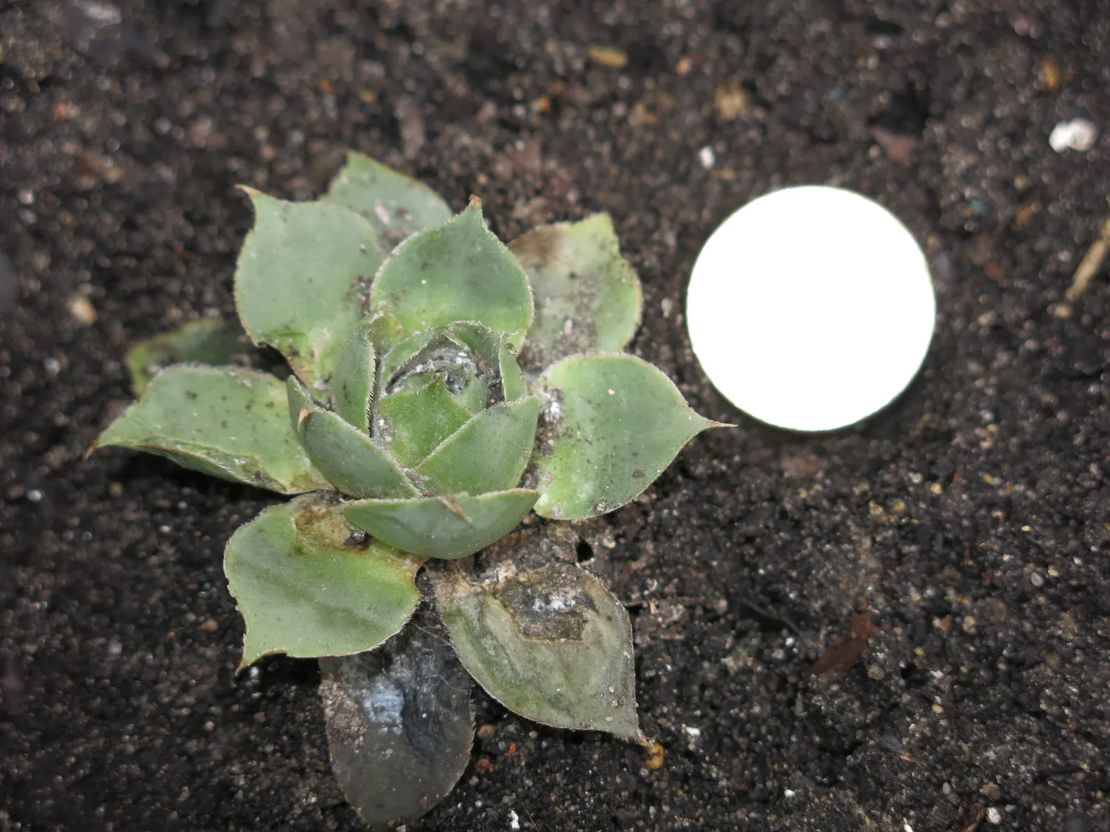Hen And Chickens (Sempervivum Tectorum) — Sempervivum tectorum, commonly known as Hen and Chicks, is a hardy perennial succulent; surrounded by smaller 'chicks'