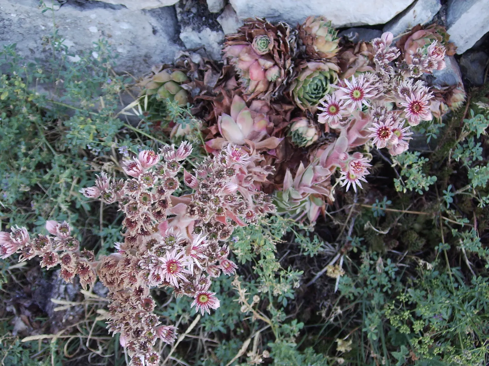 Hen And Chickens (Sempervivum Tectorum) — with the 'hen' being the main rosette surrounded by smaller 'chicks'; it is ideally positioned in full sun to partial