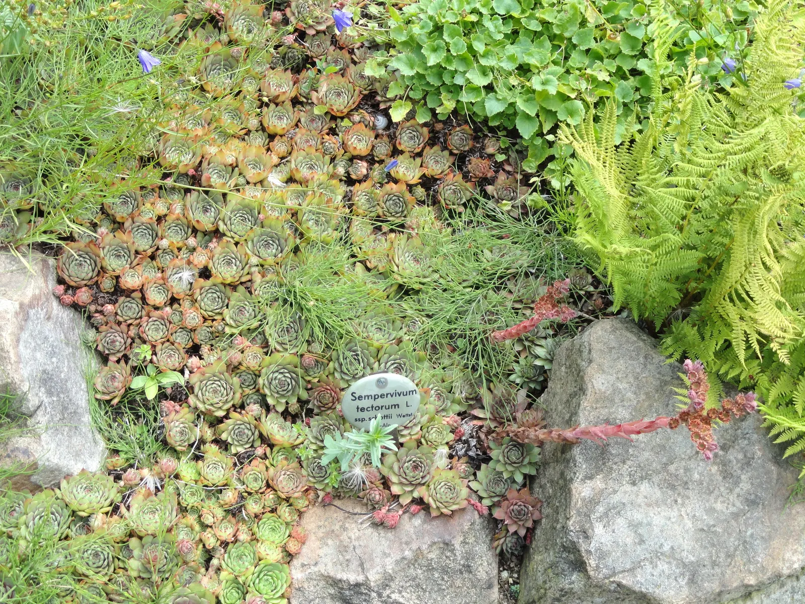 Hen And Chickens (Sempervivum Tectorum) — surrounded by smaller 'chicks'