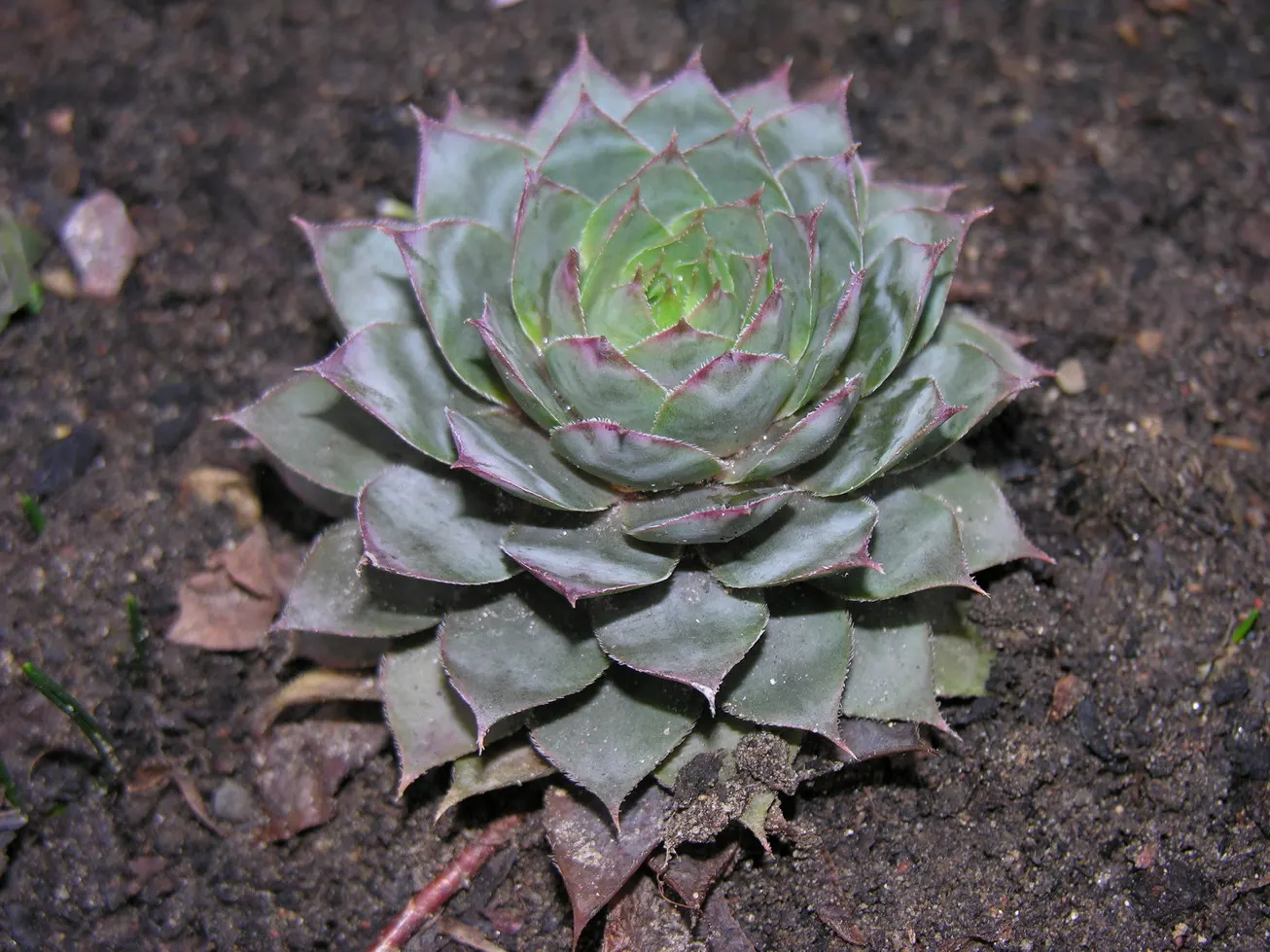 Hen And Chickens (Sempervivum Tectorum) — ensuring a ground cover that evolves with time.<br><br>The rosettes are comprised of fleshy leaves