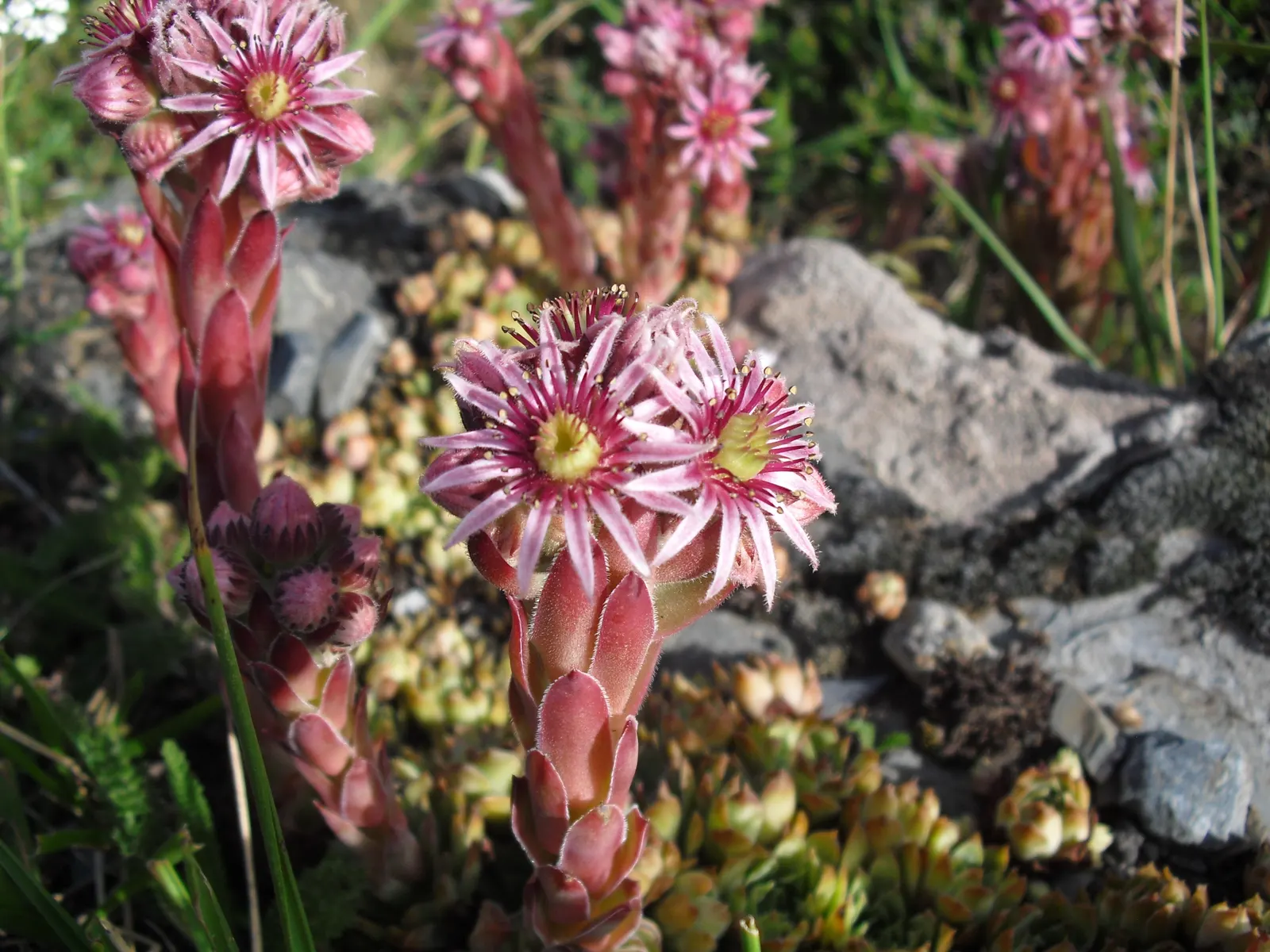 Hen And Chickens (Sempervivum Tectorum) — typically in early summer