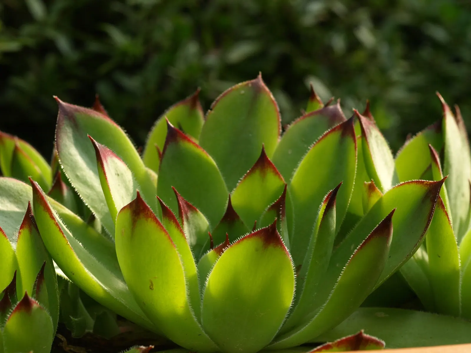 Hen And Chickens (Sempervivum Tectorum) — Minimal maintenance required; receiving at least 6 hours of sunlight daily.<br><br>When in bloom, image 65