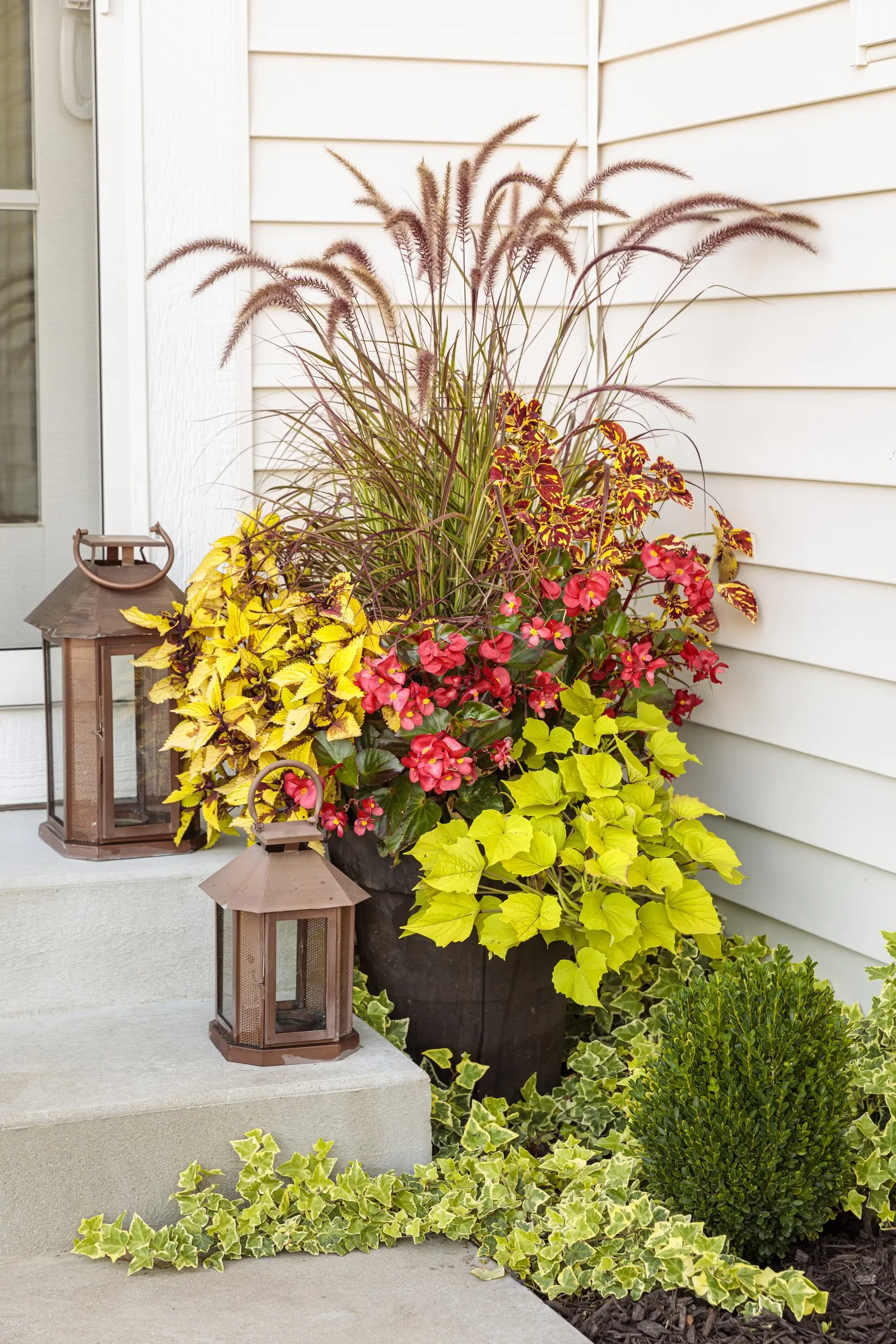 Bewitched Green With Envy™ Sweet Potato Vine (Ipomoea batatas) — commonly referred to as Bewitched Green With Envy™ Sweet Potato Vine