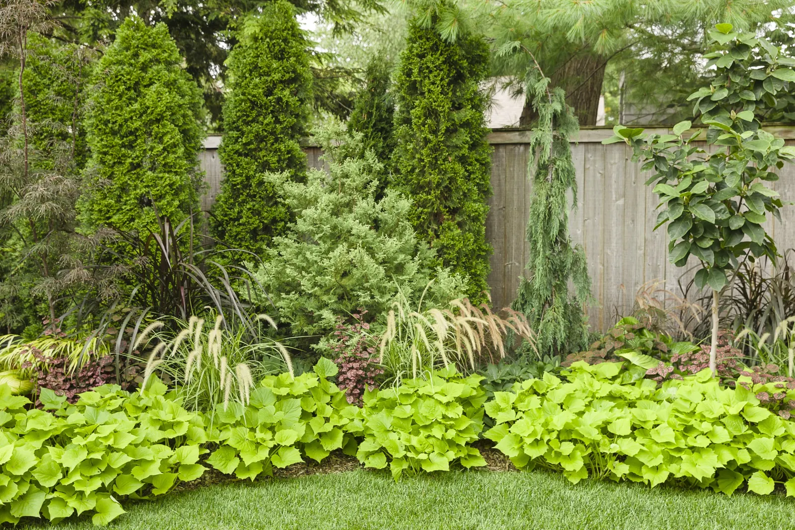 Bewitched Green With Envy™ Sweet Potato Vine (Ipomoea batatas) — Grown for foliage rather than flowers; where its trailing stems knit together combinations and