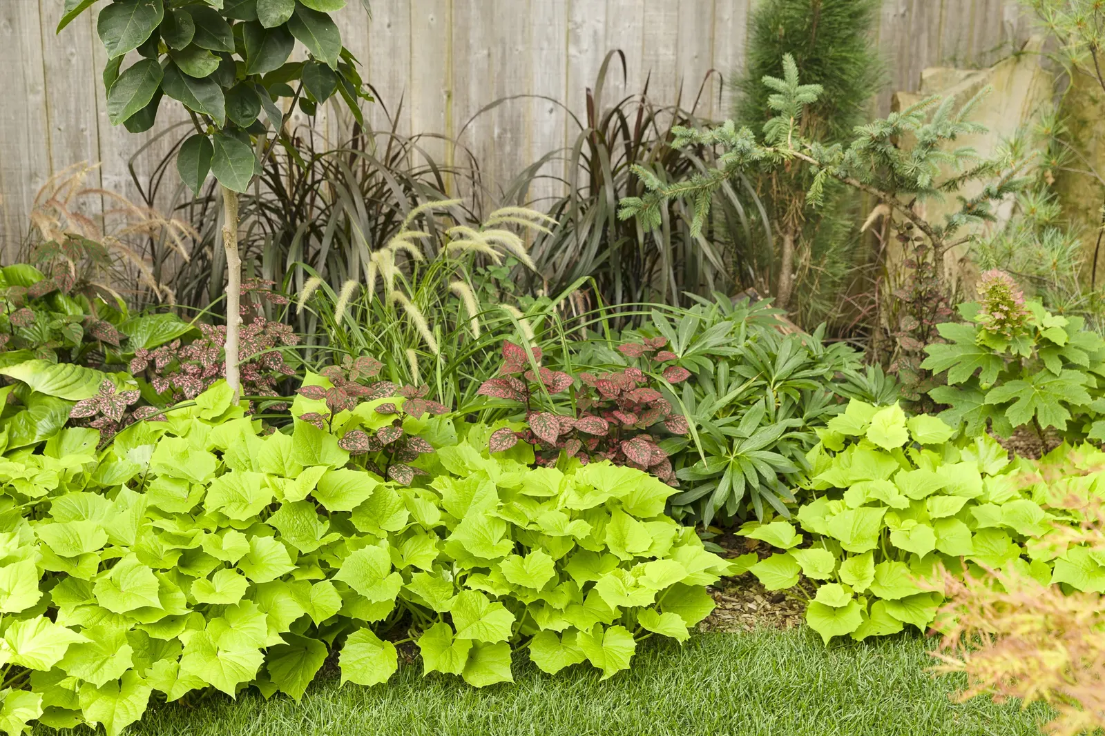 Bewitched Green With Envy™ Sweet Potato Vine (Ipomoea batatas) — with single plants becoming impressively lush and requiring an occasional trim to, image 44