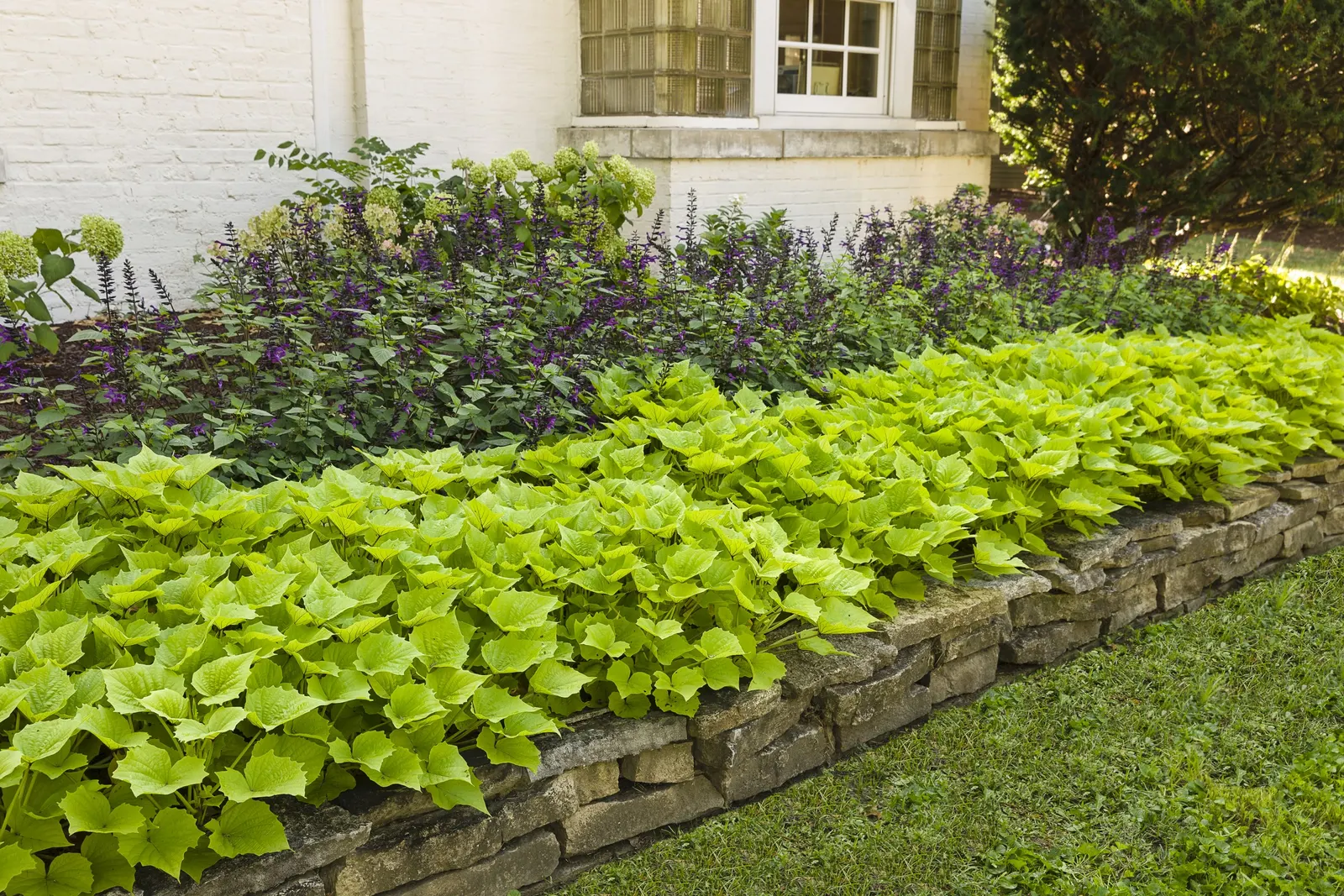 Bewitched Green With Envy™ Sweet Potato Vine (Ipomoea batatas) — it offers season-long texture with leaves that spill; it is excellent for, image 69