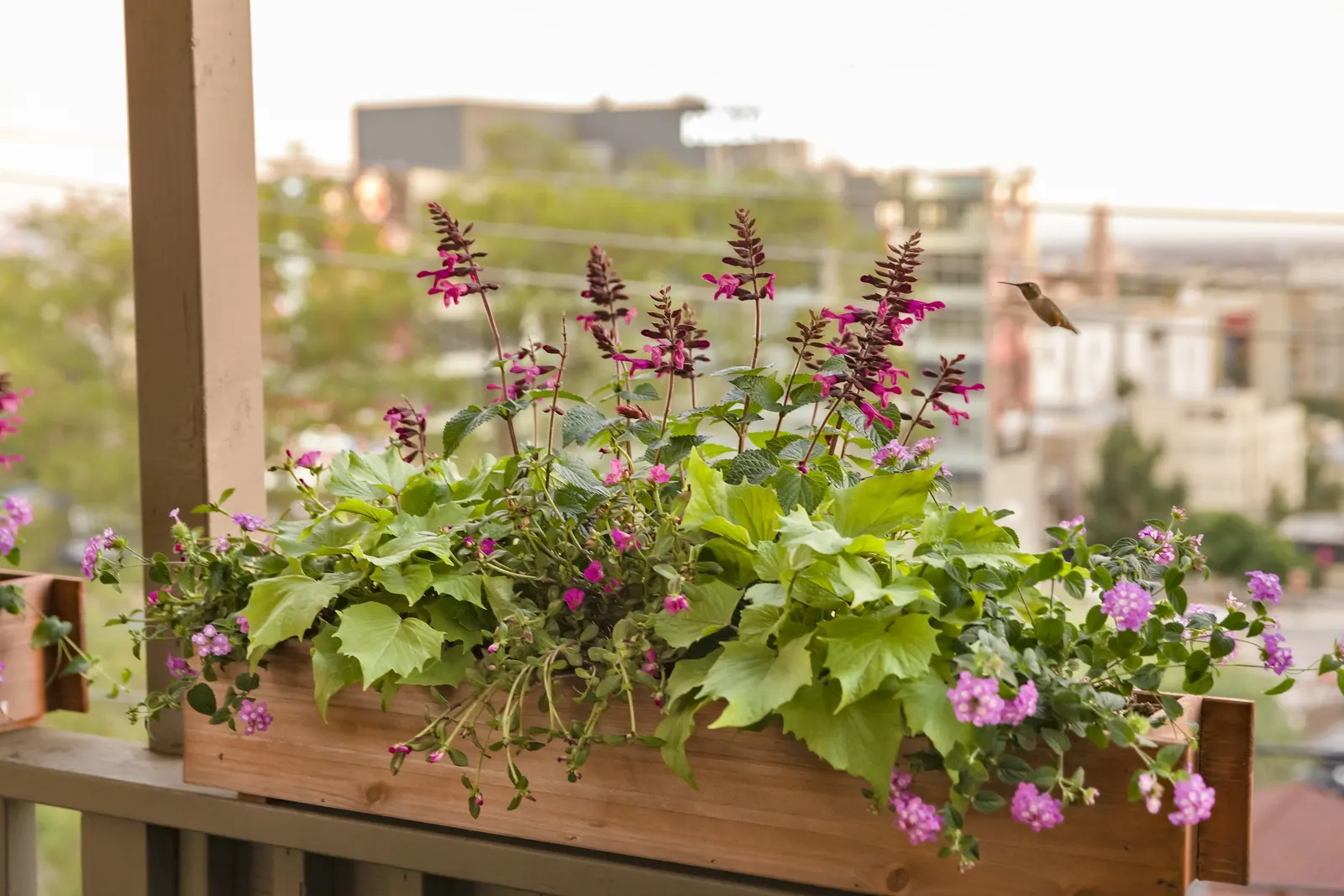 Grape Lantana (Lantana montevidensis) — a brighter purple than Trailing Lavender.