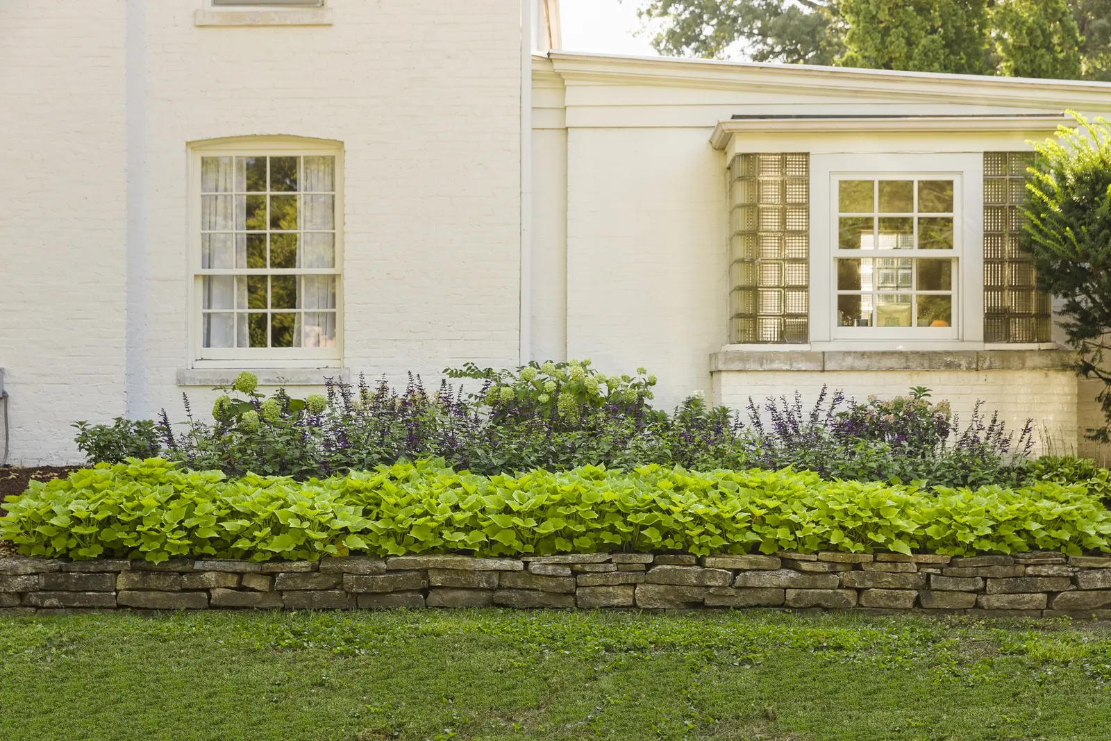 Bewitched Green With Envy™ Sweet Potato Vine (Ipomoea batatas) — is a lush ornamental foliage annual from the Proven Winners® collection; where its trailing