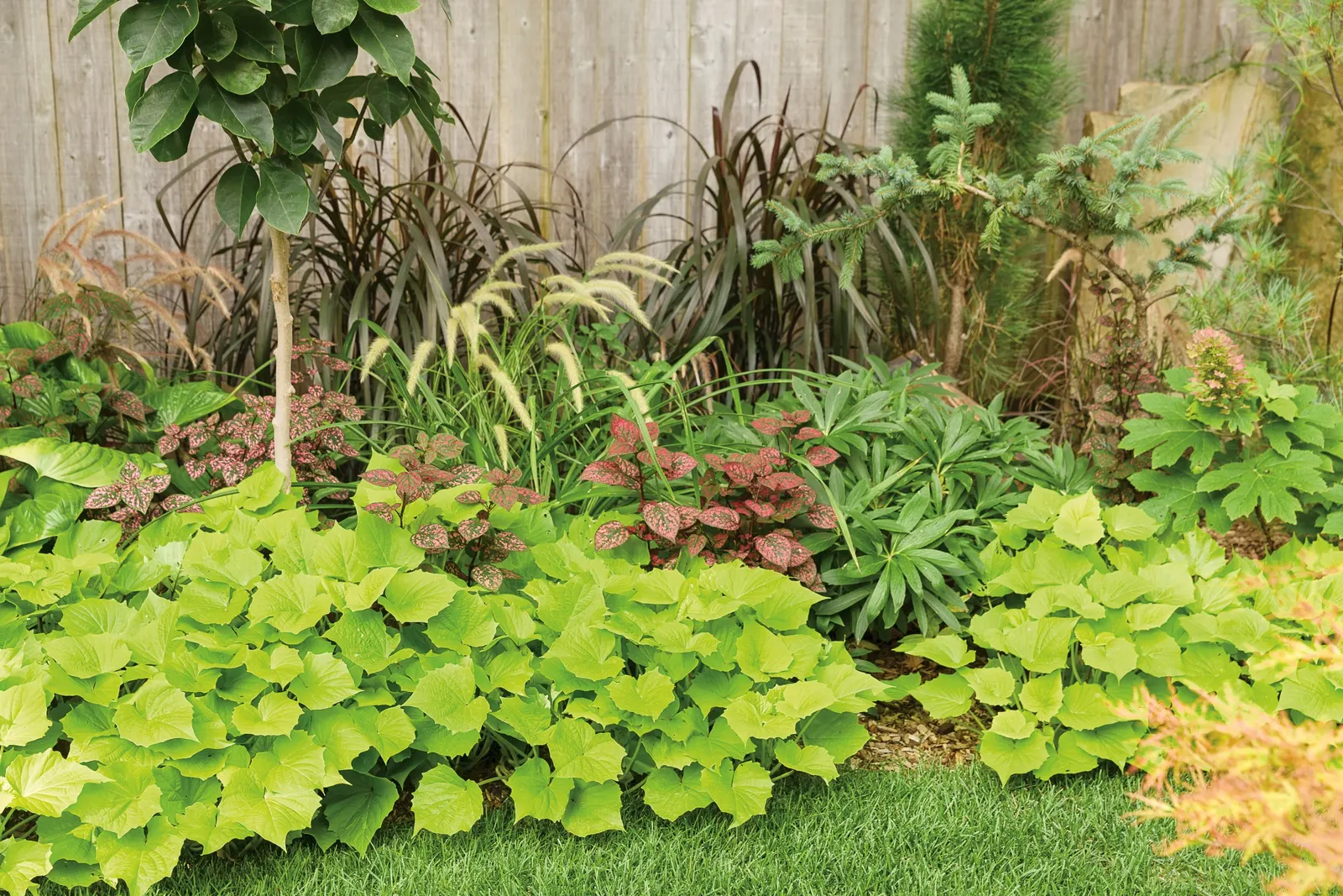 Red II Polka Dot Plant (Hypoestes phyllostachya) — weaving vivid red tones among begonias
