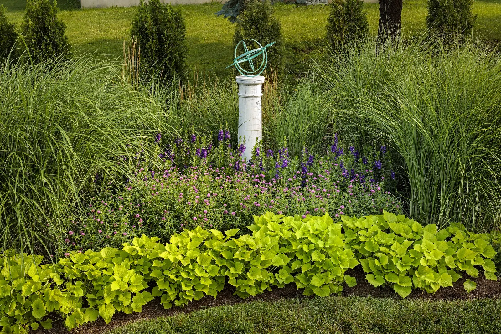 Super Blue II Summer Snapdragon (Angelonia angustifolia) — Hardy in USDA Zones 10-11