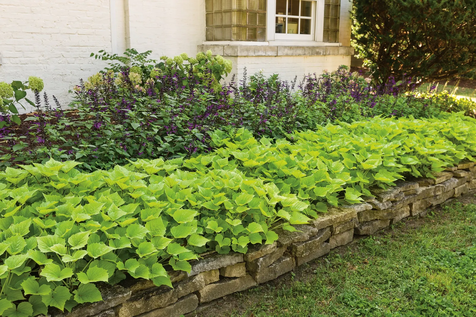 Bewitched Green With Envy™ Sweet Potato Vine (Ipomoea batatas) — Thriving in part sun to sun with average; bringing a luminous contrast against deep purple