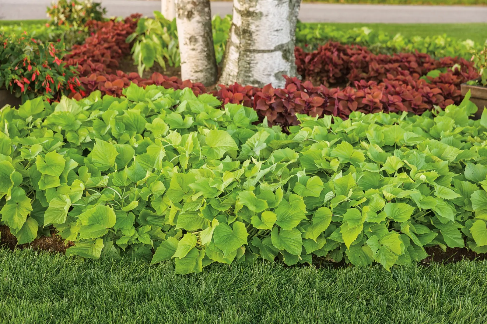 Bewitched Green With Envy™ Sweet Potato Vine (Ipomoea batatas) — commonly referred to as Bewitched Green With Envy™ Sweet Potato Vine; but is most often used