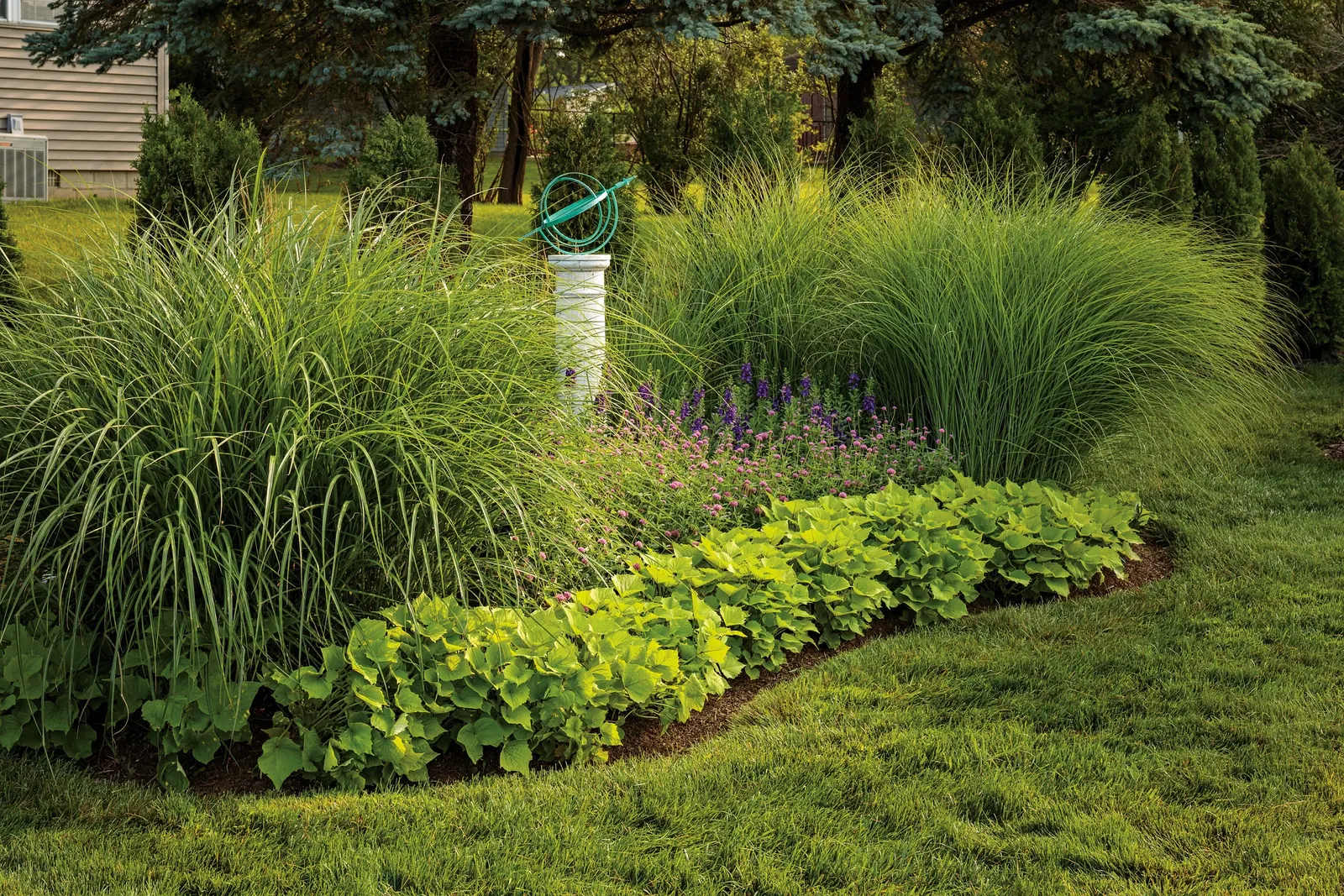 Bewitched Green With Envy™ Sweet Potato Vine (Ipomoea batatas) — It grows 10-16 inches tall and spreads 18-30 inches, often fuller in warm sites; it is