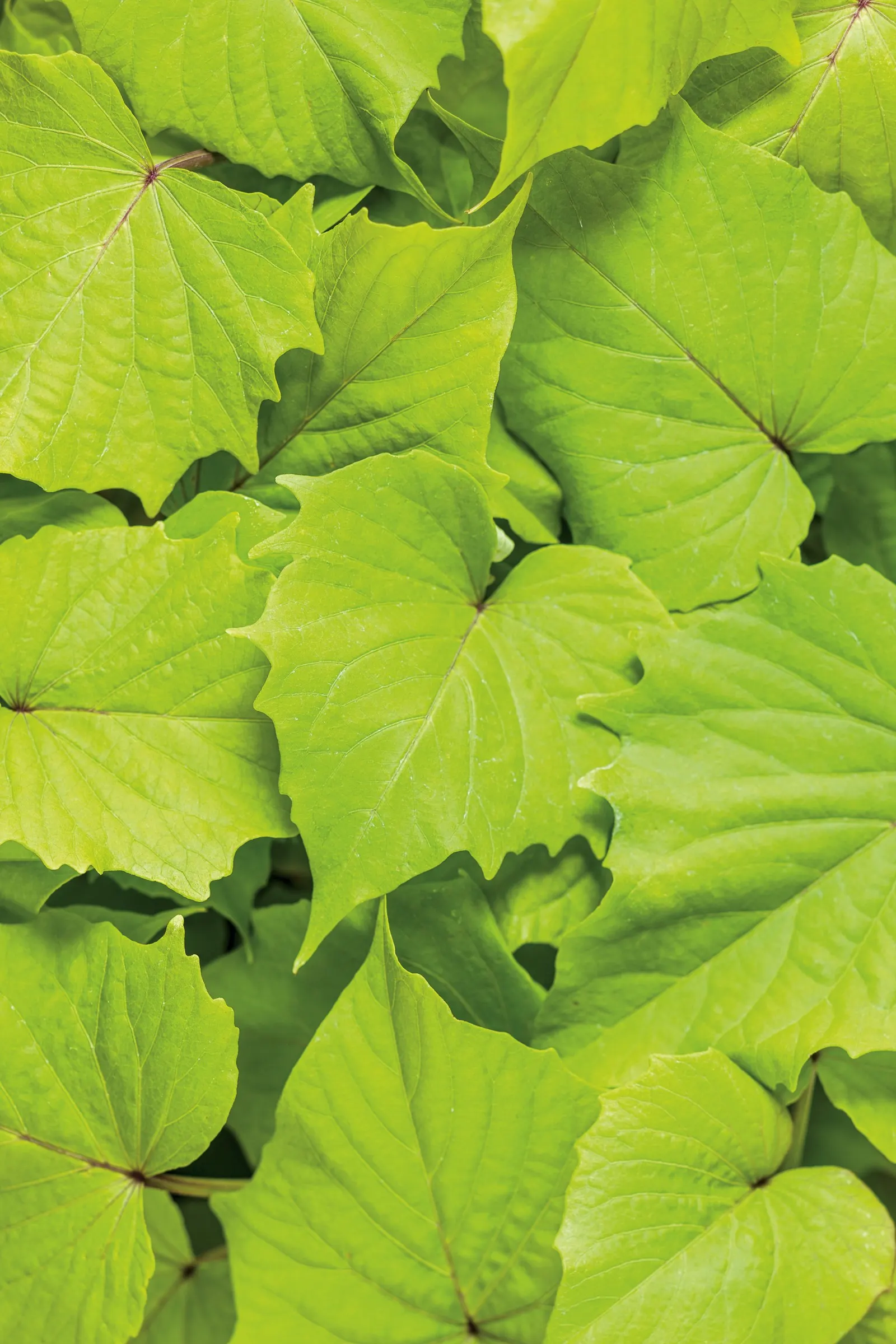 Bewitched Green With Envy™ Sweet Potato Vine (Ipomoea batatas) — with single plants becoming impressively lush and requiring an occasional trim to, image 72