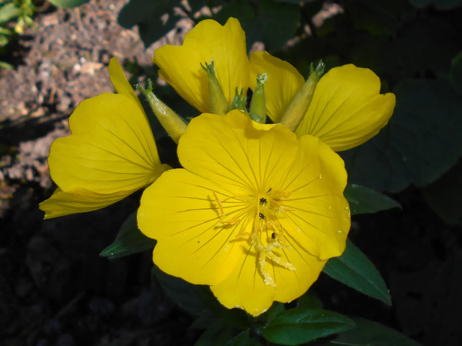 Sundrops (Oenothera Fruticosa) — it's beneficial to know that Sundrops prefer well-drained soil but can tolerate periodic dry spells; their nectar-rich flowers
