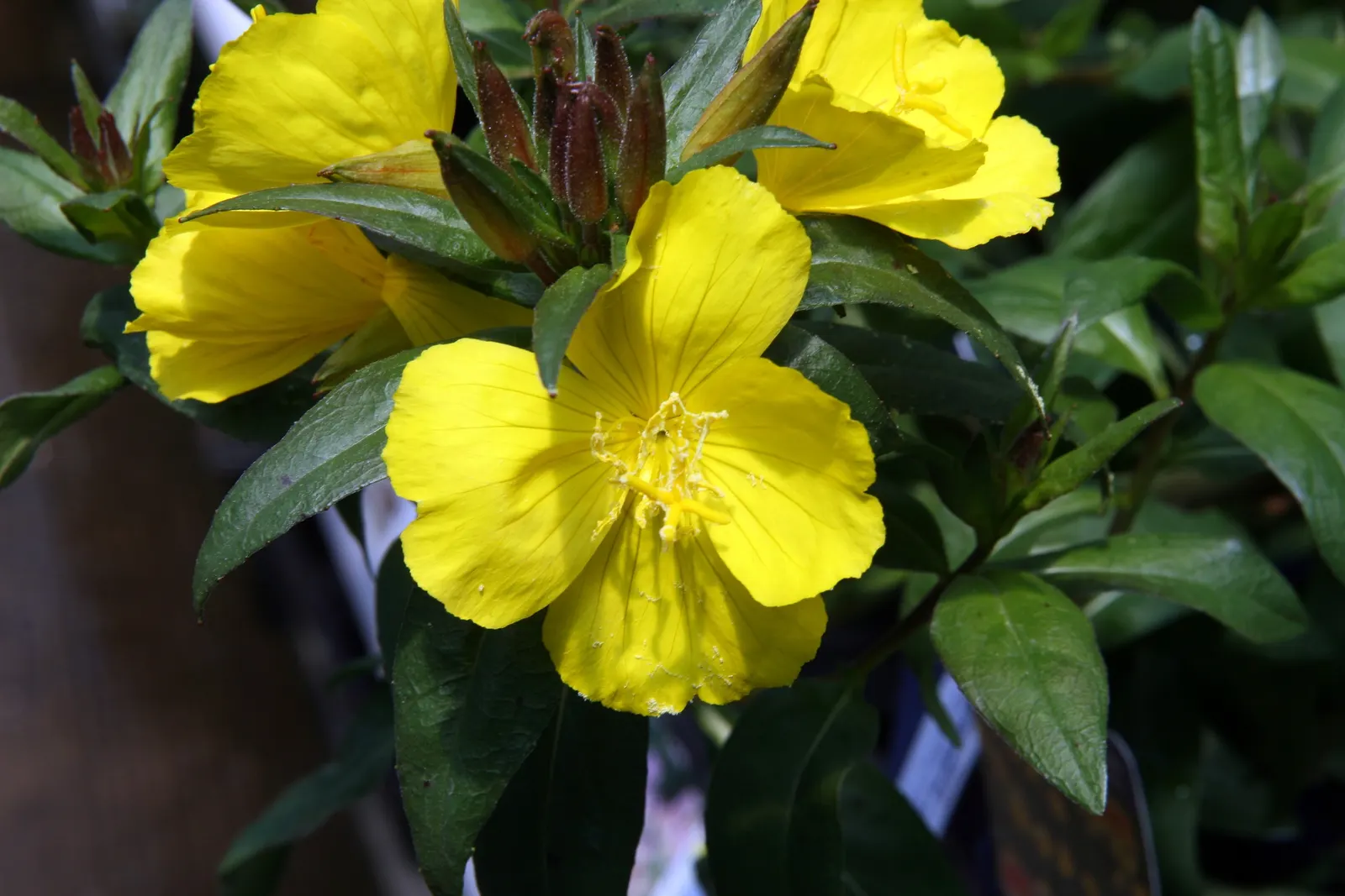 Sundrops (Oenothera Fruticosa) — provides long-lasting visual interest