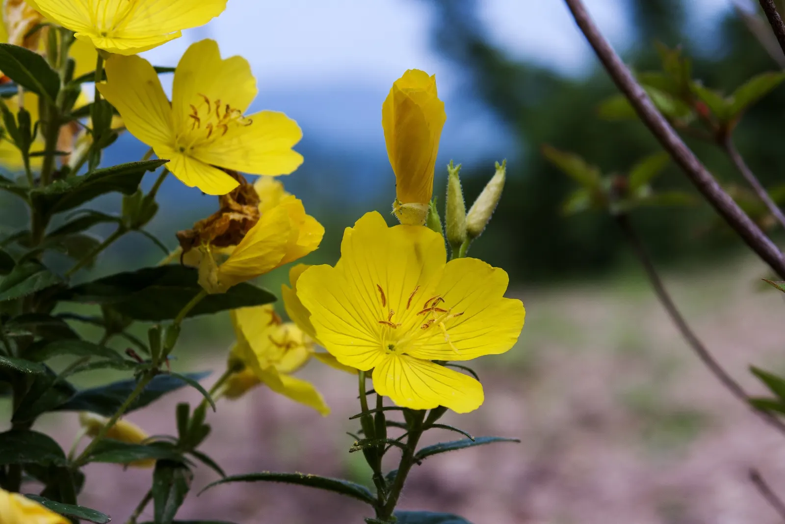 Sundrops (Oenothera Fruticosa) — typically growing to heights of 1 to 2 feet with an equal spread; which measure about 1 to 2 inches across