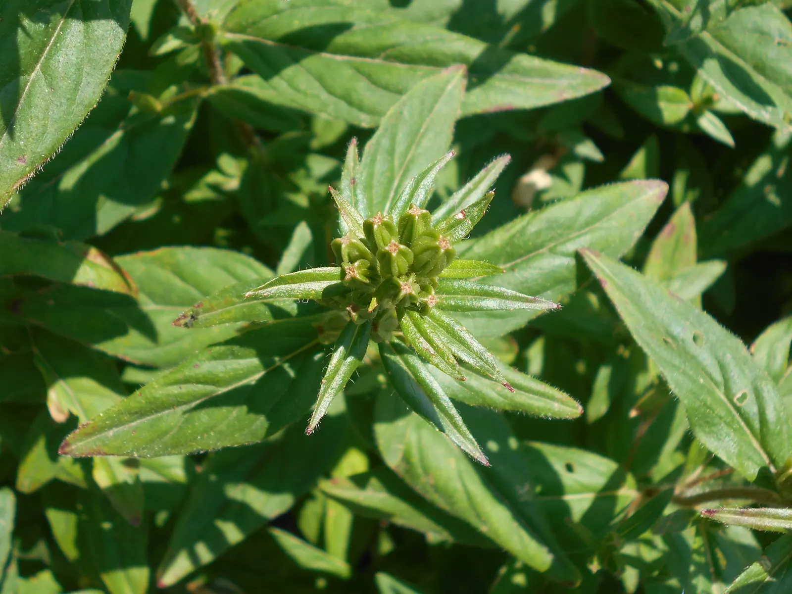 Sundrops (Oenothera Fruticosa) — Thriving in USDA hardiness zones 4 through 8; ground cover / perennial with yellow blooms