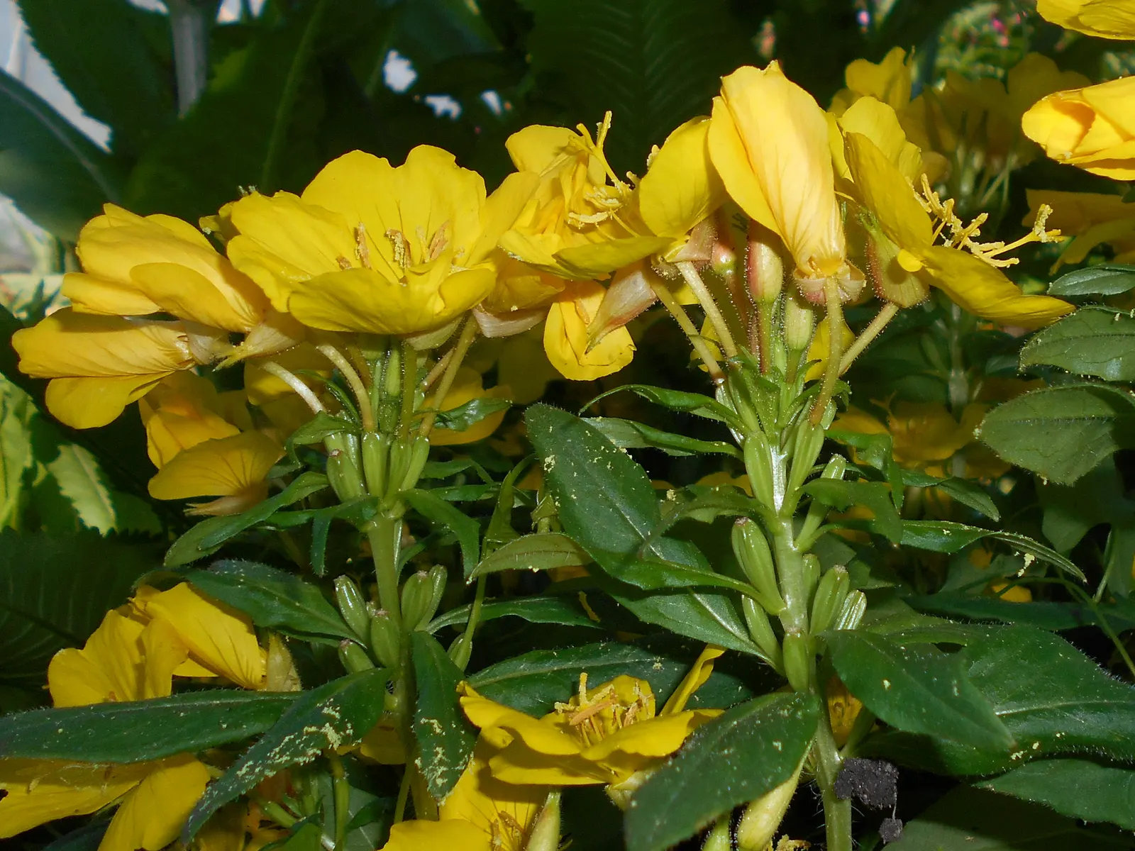 Sundrops (Oenothera Fruticosa) — ground cover / perennial for full or half