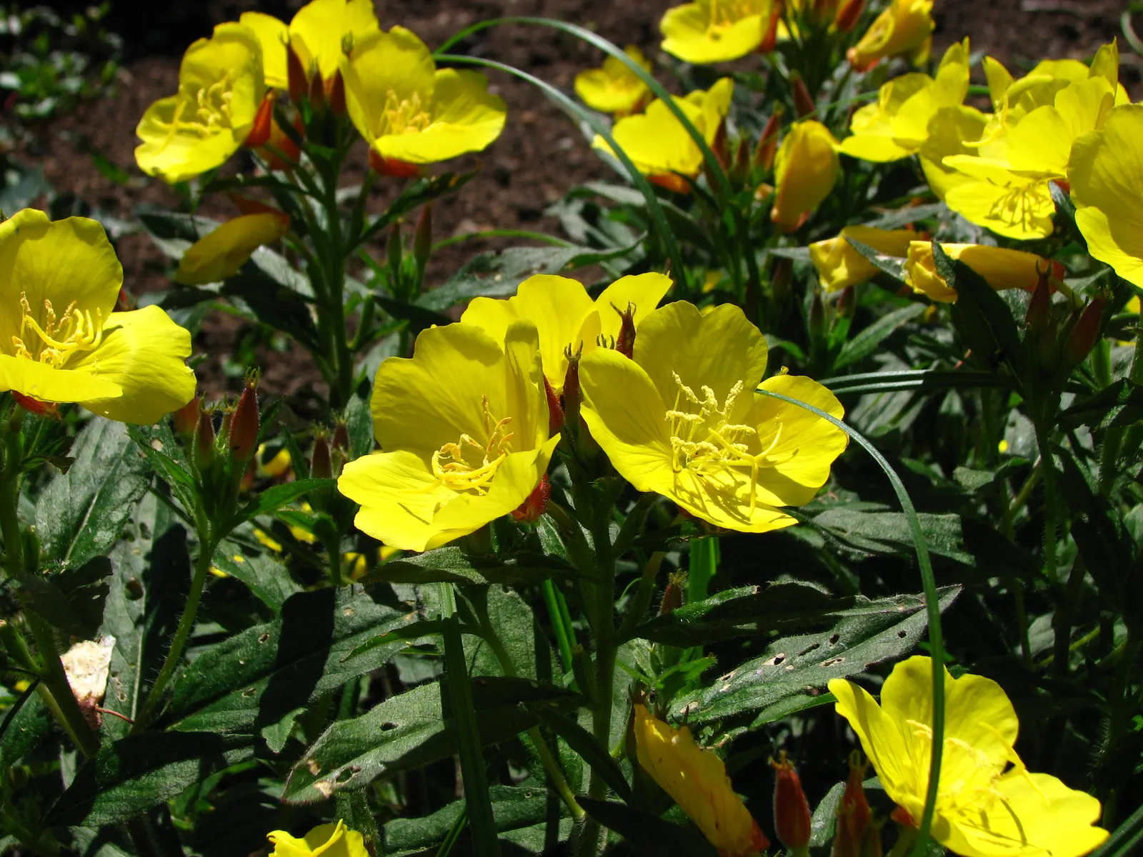 Sundrops (Oenothera Fruticosa) — Its bushy silhouette comprises lance-shaped