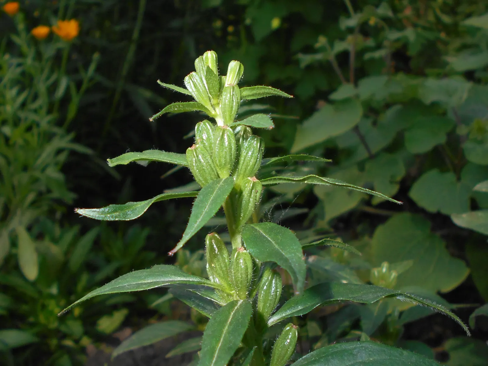 Sundrops (Oenothera Fruticosa) — making them a low-maintenance choice for gardens