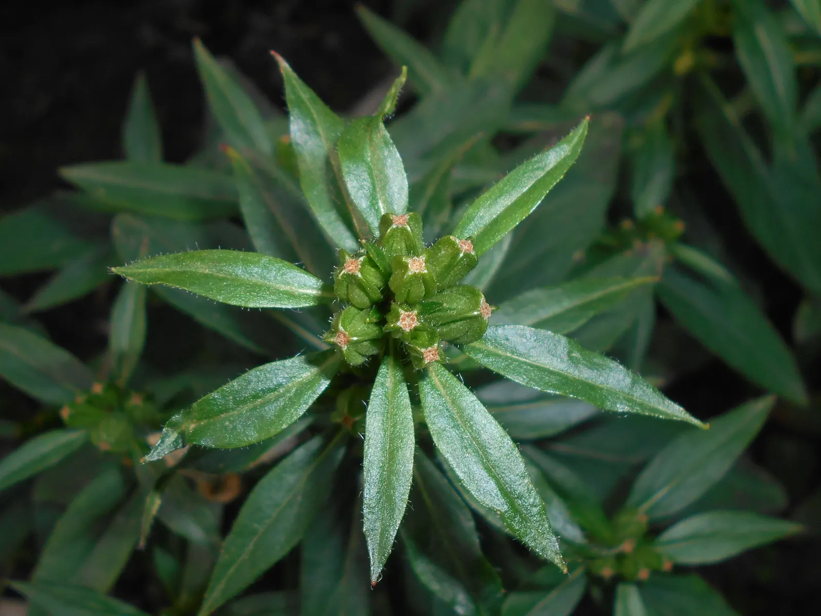 Sundrops (Oenothera Fruticosa) — preferring full sun and well-drained soils