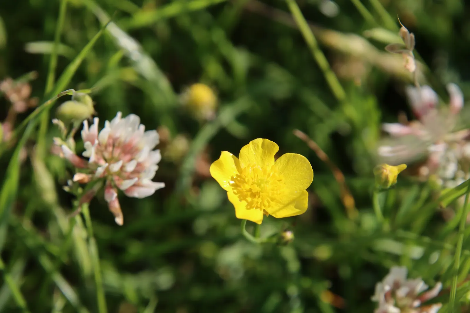Sundrops (Oenothera Fruticosa) — This hardy plant reaches 12-18 inches in height and spreads 18-24 inches