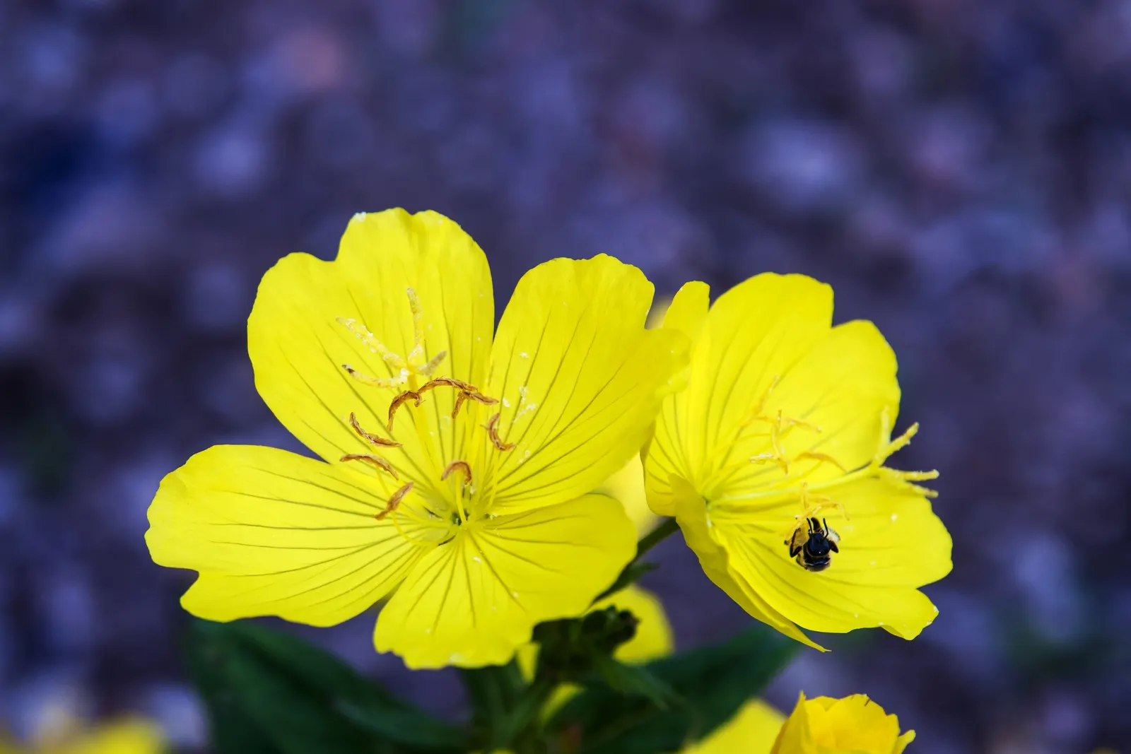 Sundrops (Oenothera Fruticosa) — making them a low-maintenance choice for gardens; oenothera fruticosa, commonly known as Sundrops, is a perennial native to