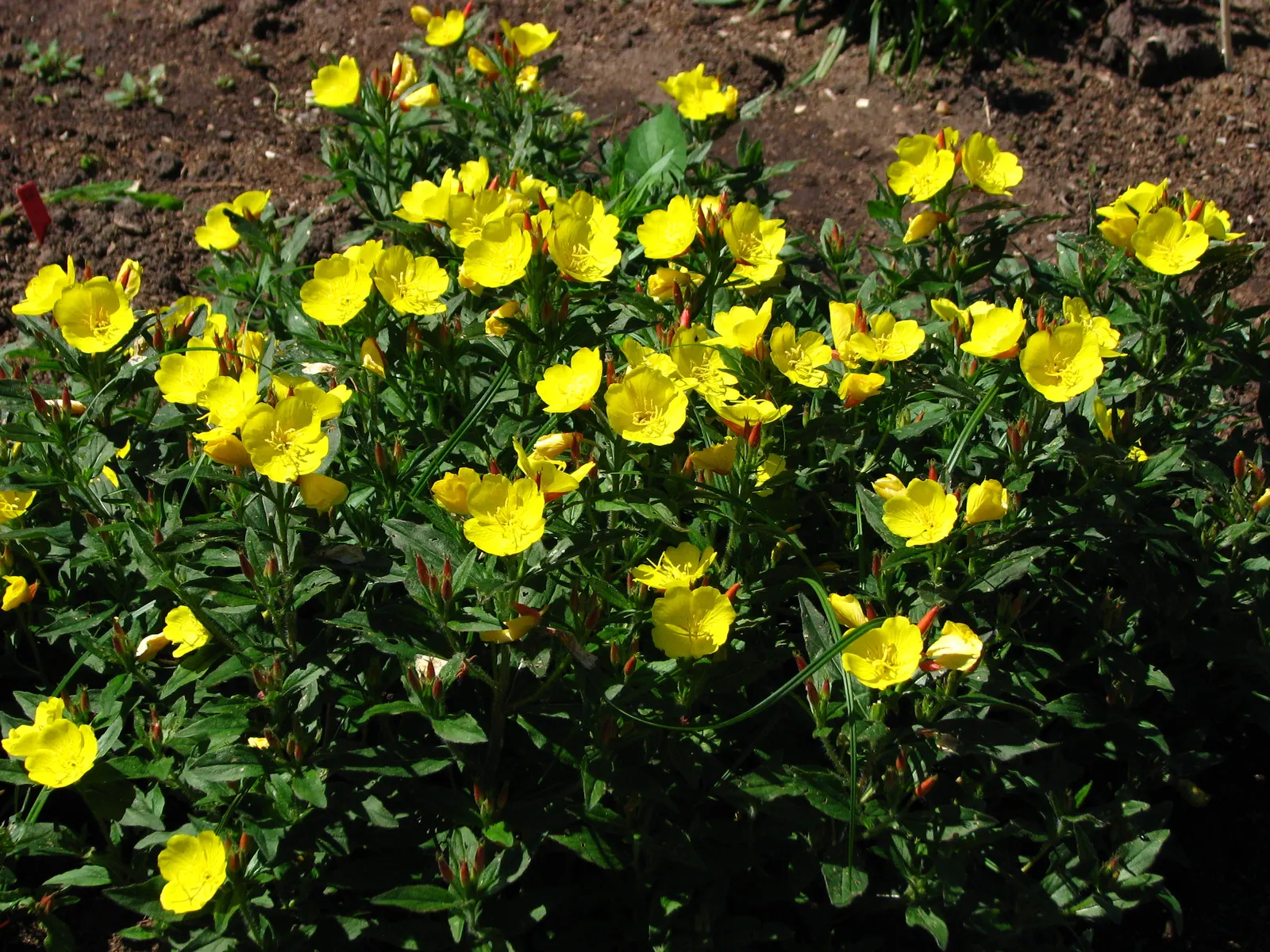 Sundrops (Oenothera Fruticosa) — <br><br>Their extended blooming period; it's beneficial to know that Sundrops prefer well-drained soil but can tolerate