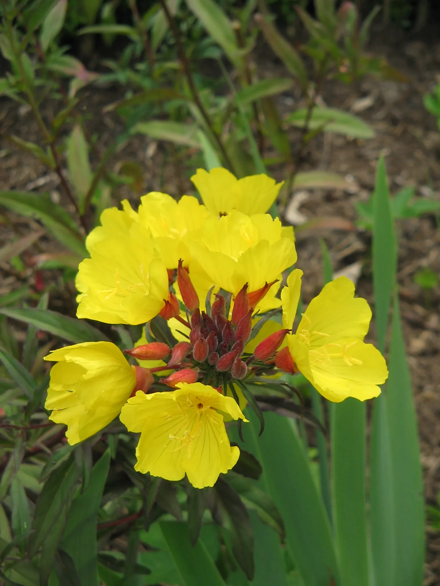 Sundrops (Oenothera Fruticosa) — ground cover / perennial with yellow blooms