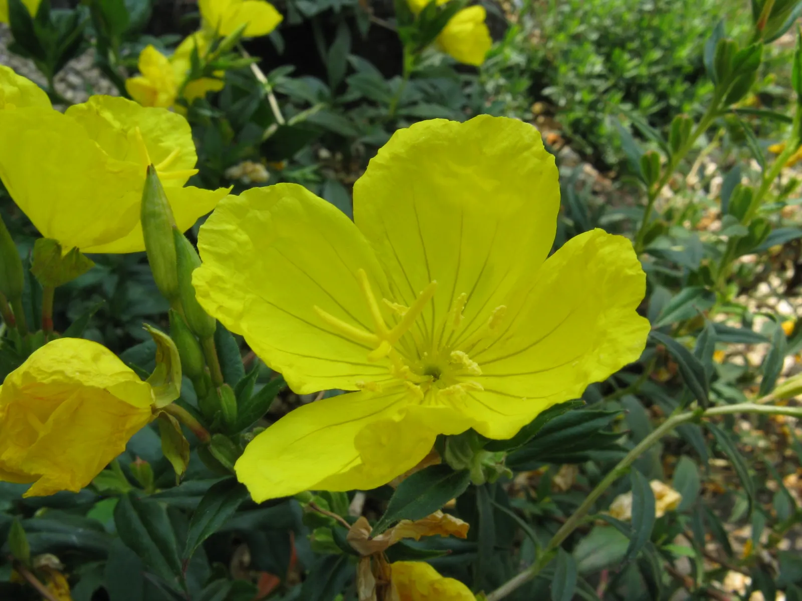 Sundrops (Oenothera Fruticosa) — Sundrops are well-adapted to a wide range of climates; commonly referred to as Sundrops